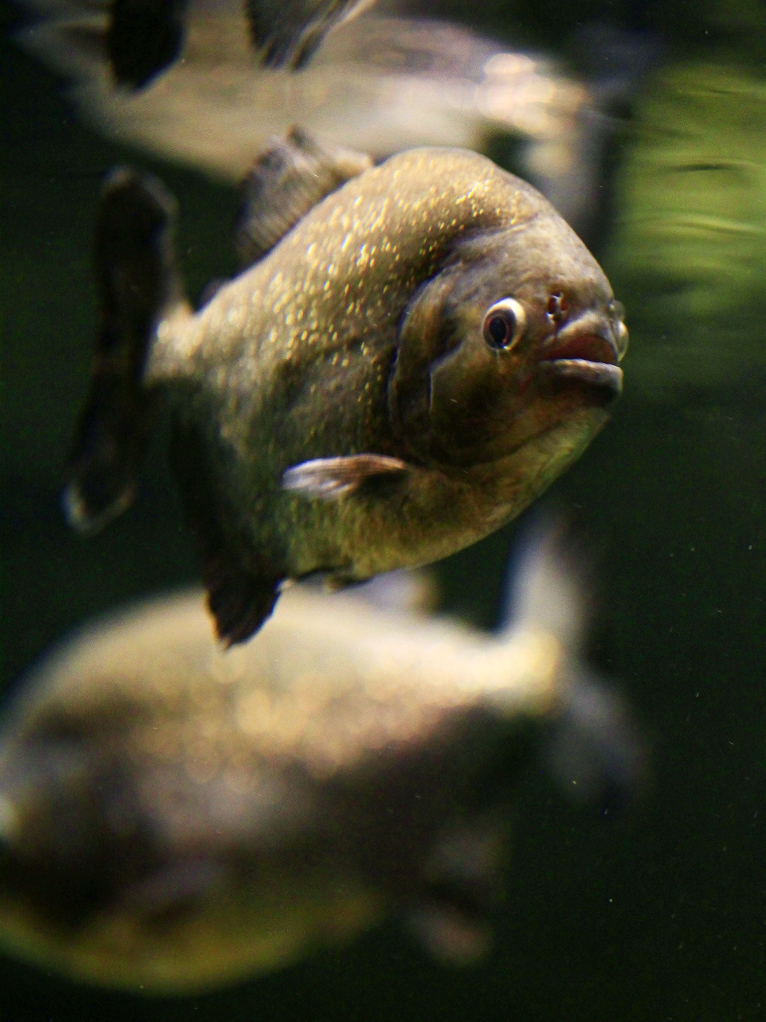 A red bellied piranha, similar to the palometas that have injured bathers in attacks in Argentina