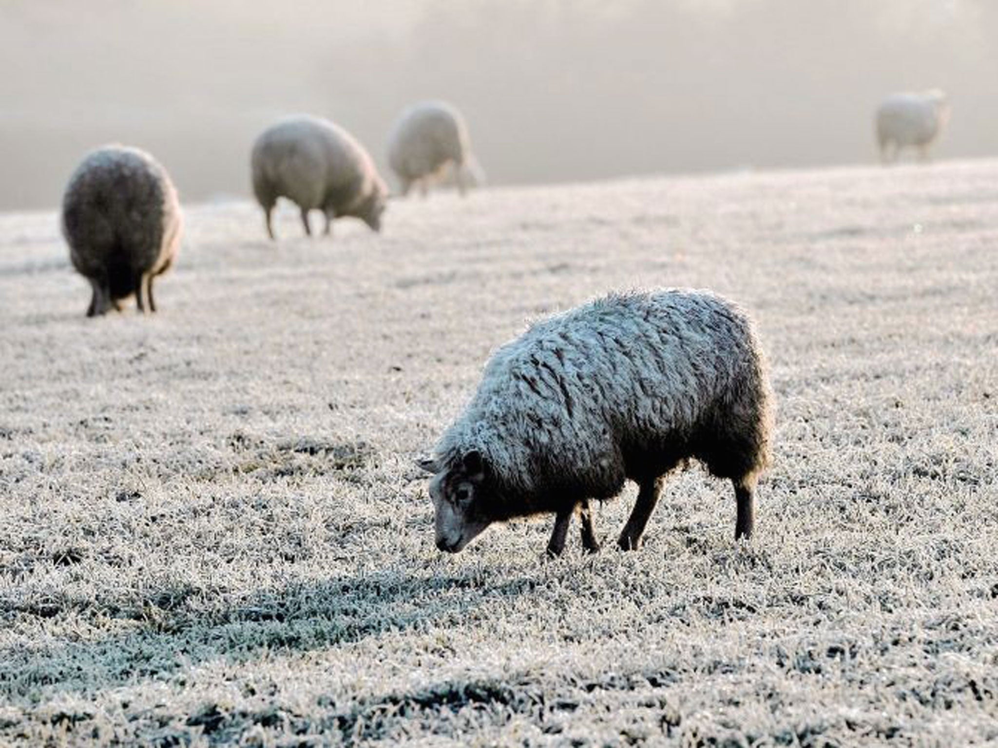 Sheep graze in a field covered by early morning frost in Bolton Percy in North Yorkshire