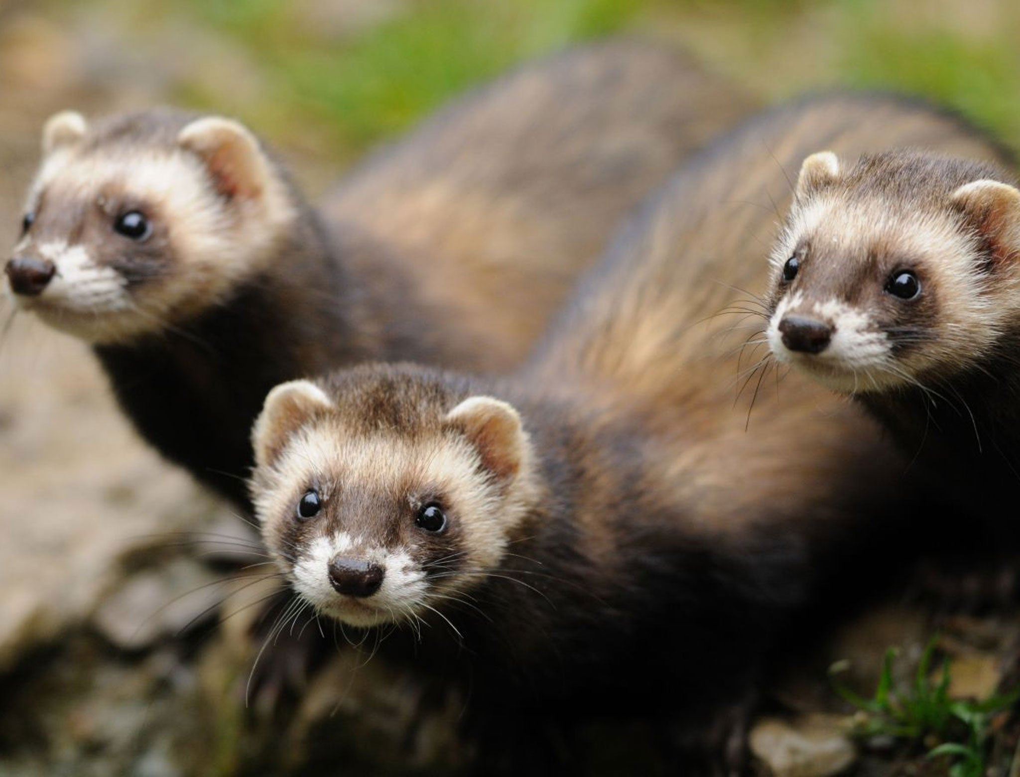 Why should the word ‘polecat’ be an insult?