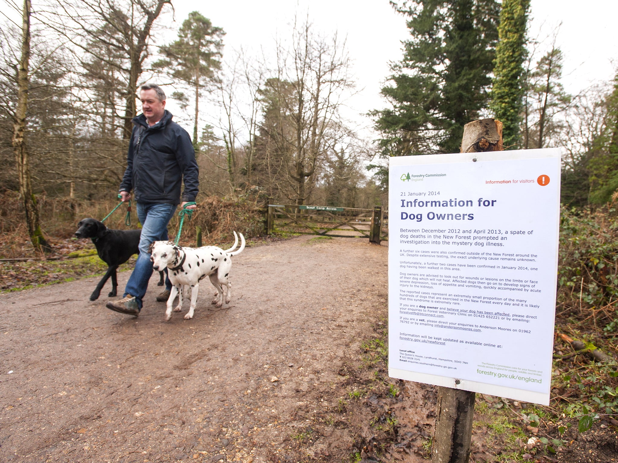 Rohan Glynn with his two Dalmations and German Pointer