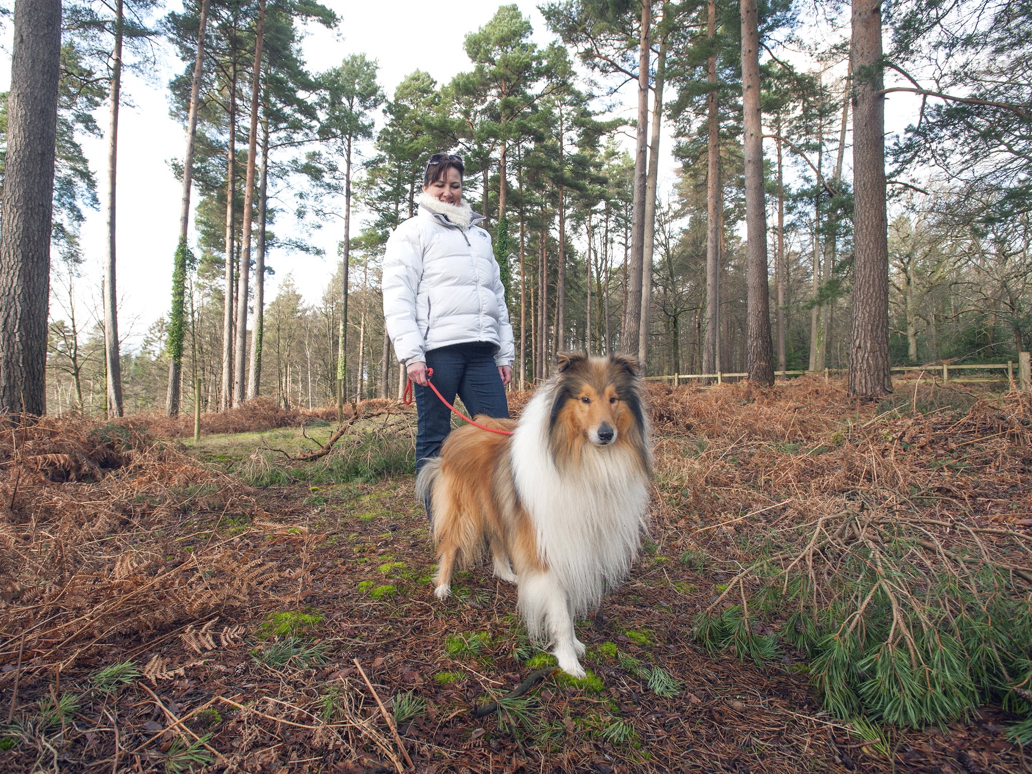 Dogwalker Deborah Owen with Samson, a 3-year-old Rough Collie (Jamie Lorriman/Solent)