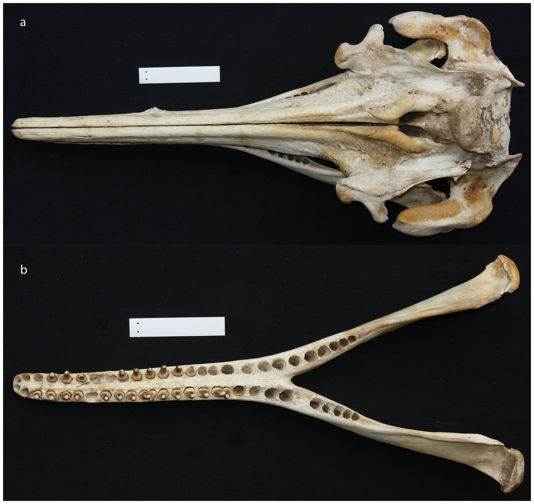 The skull of an Araguaian boto, which scientists say is a distinct new species of Amazonian river dolphin