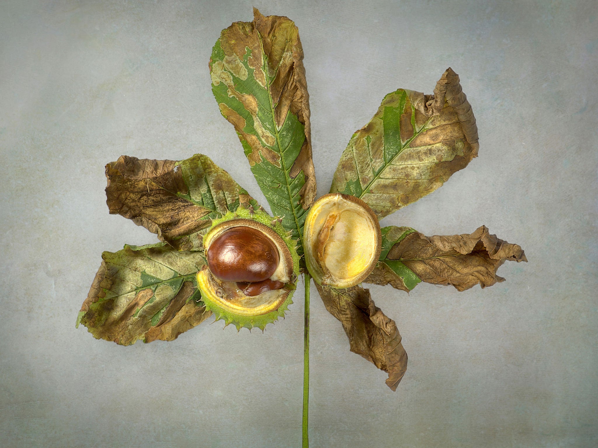 Close-up image of a conker and single horse chestnut leaf, which is showing signs of leaf miner damage (Getty Creative)