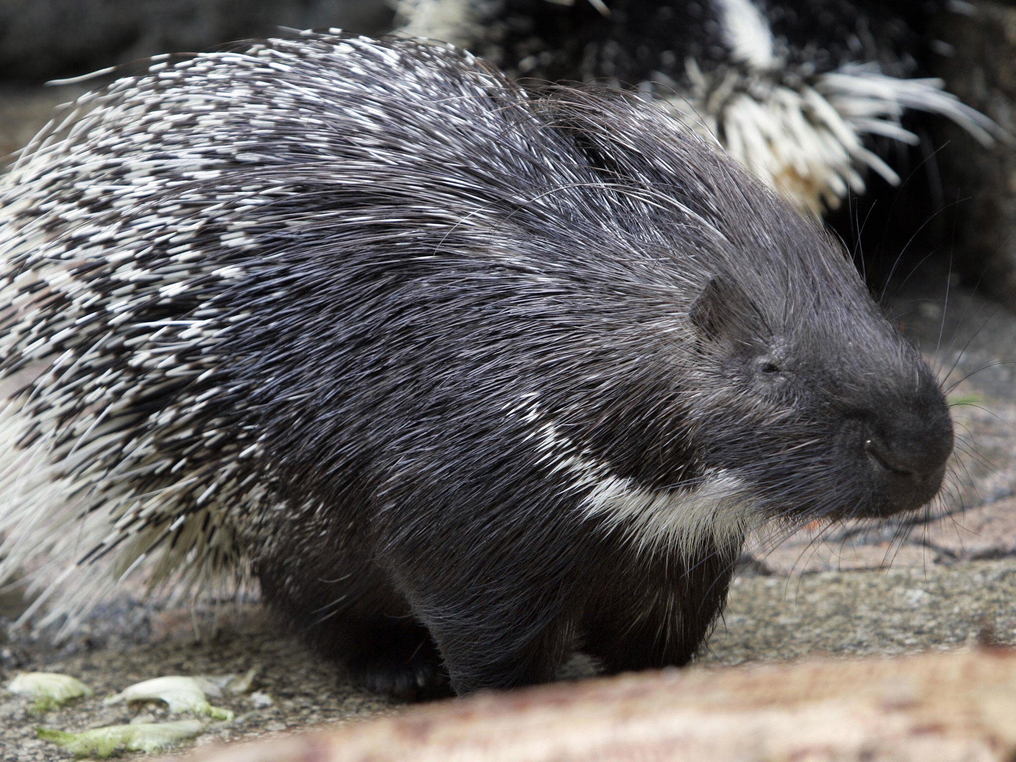 A porcupine fell onto the head of a woman and left over 250 quills in her scalp