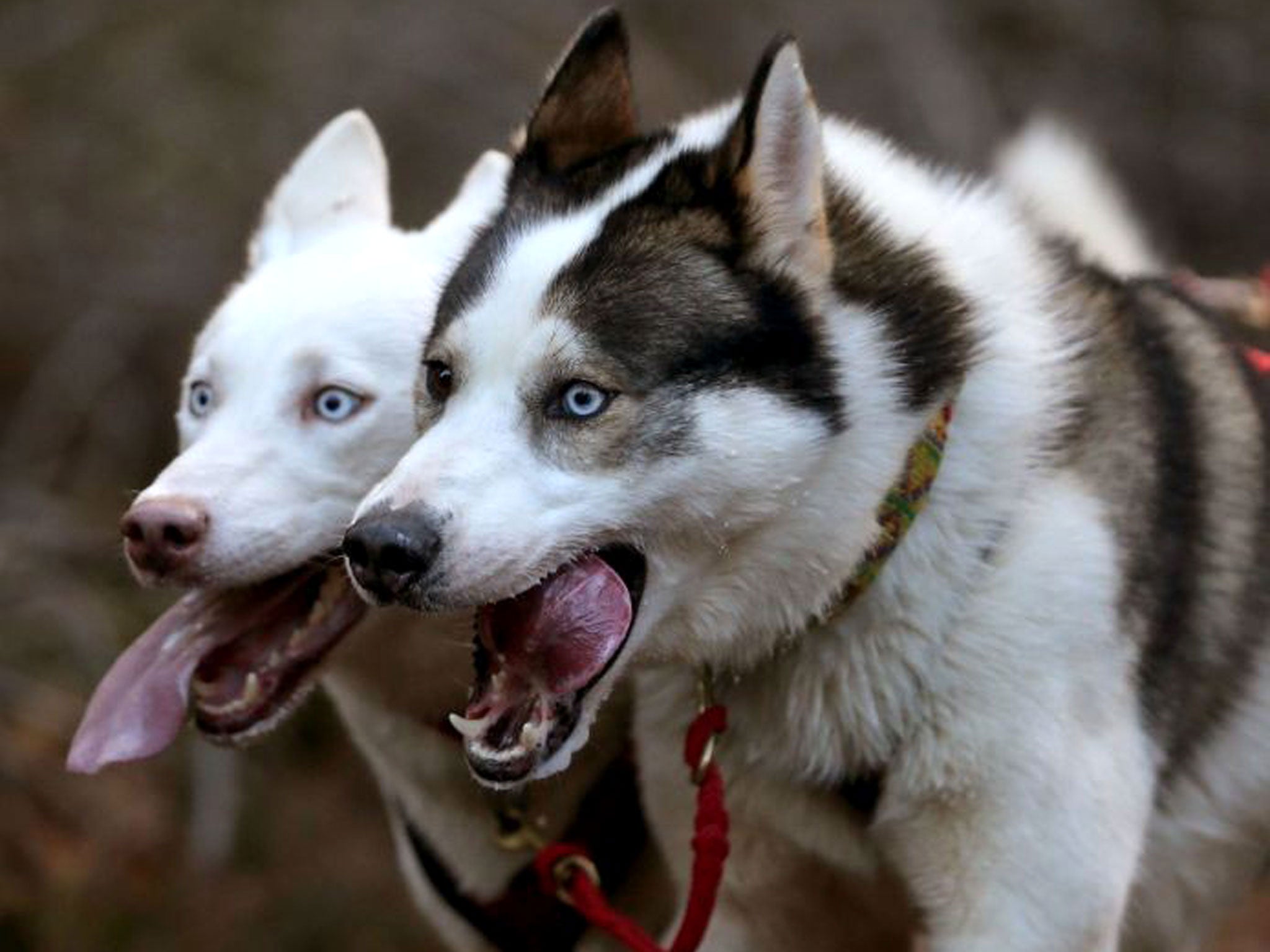 File Siberian Husky in Aviemore, Scotland. A woman in Montana hunted down a husky sparking outrage