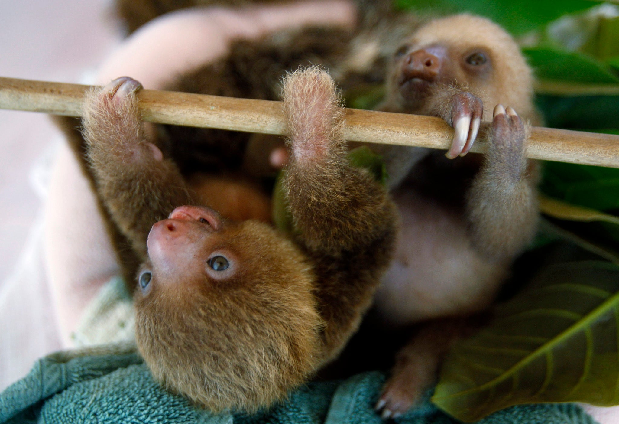 These baby sloths are pretty clean - but out in the wild sloths' fur is home to algae and insects.