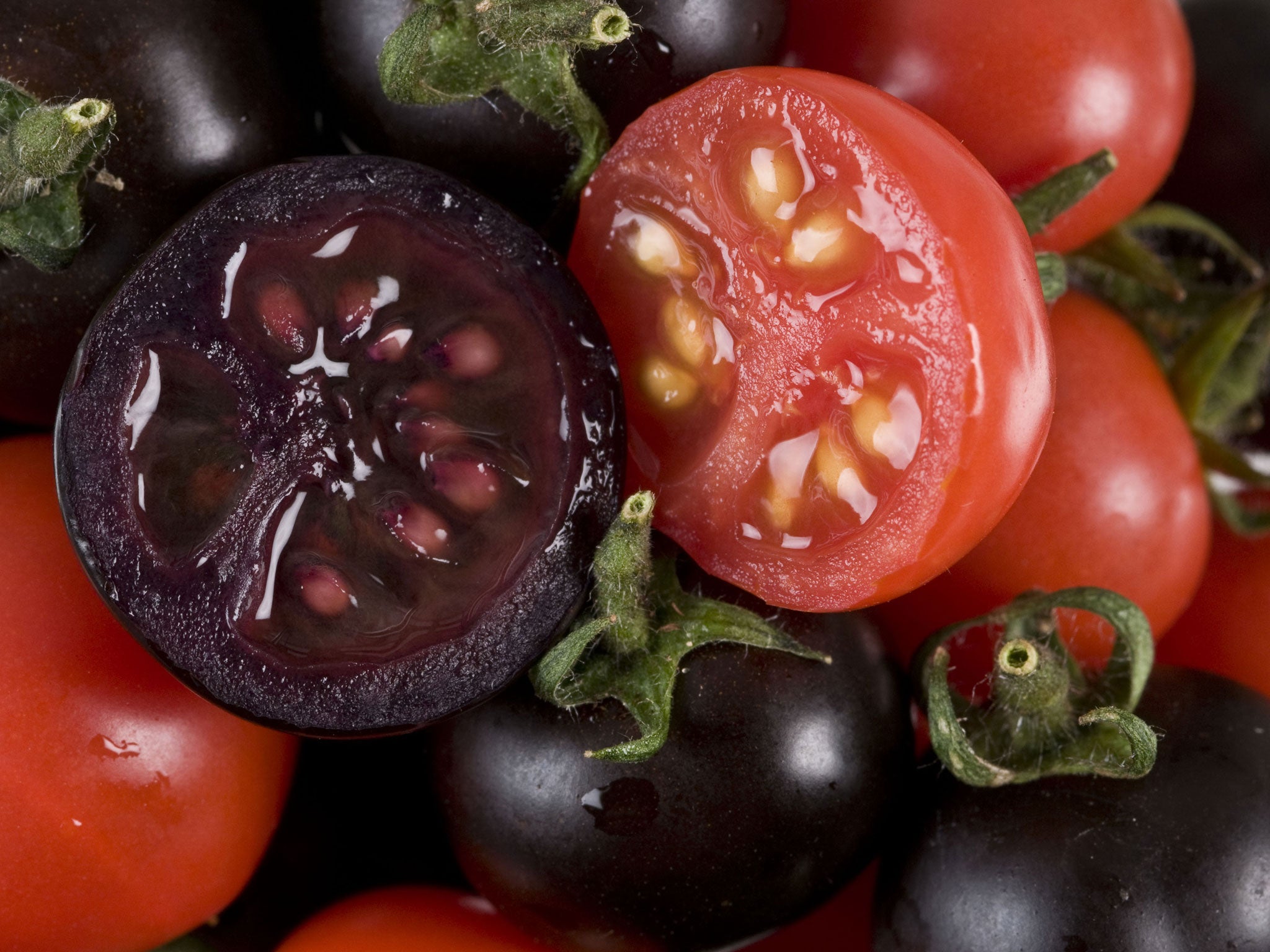 2008 picture of purple tomatoes at the John Innes Centre in Norwich