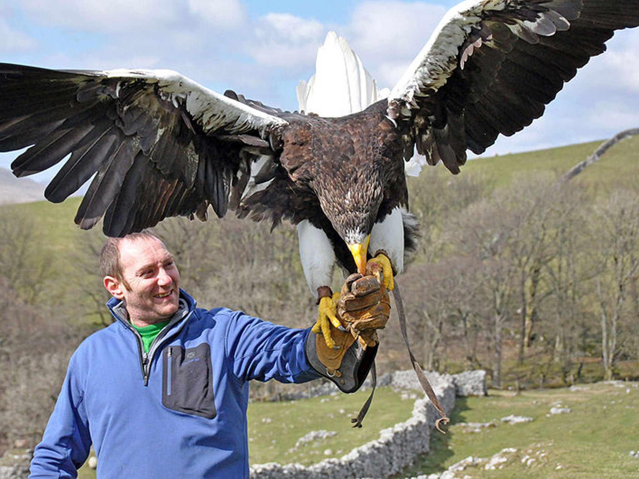 The steller sea eagle can be 8ft in wing-span