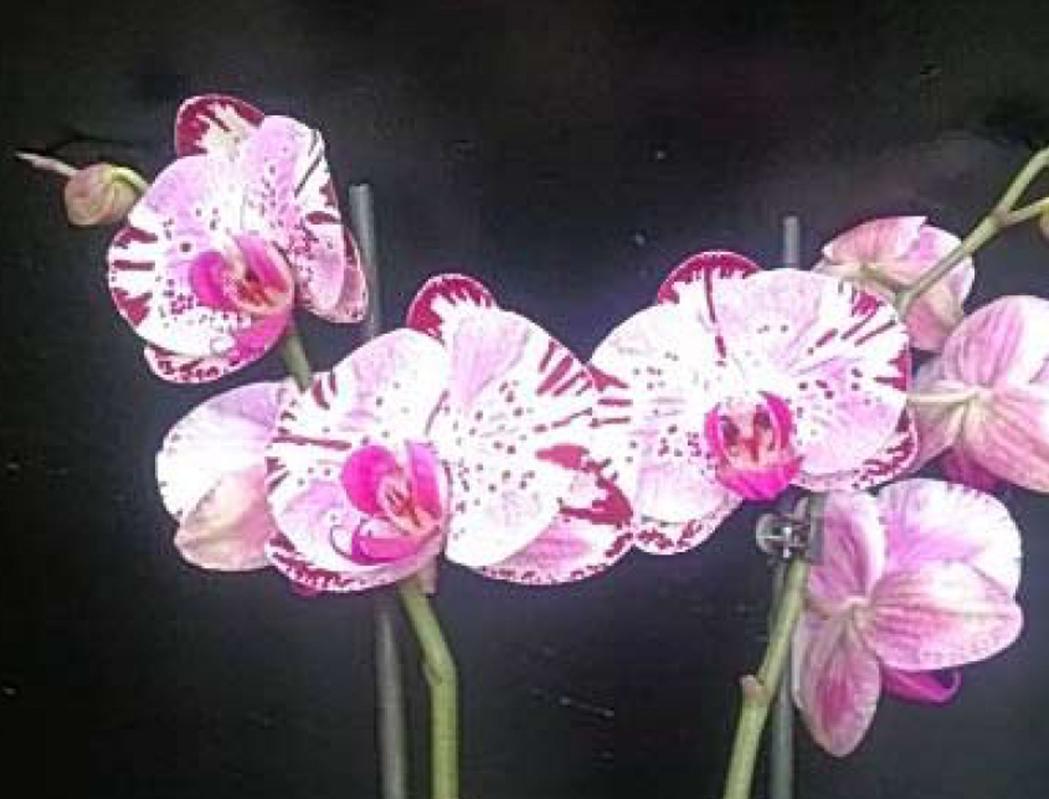 Diamond Sky, a stunning new hybrid, to be shown at the annual Orchid Festival for the first time