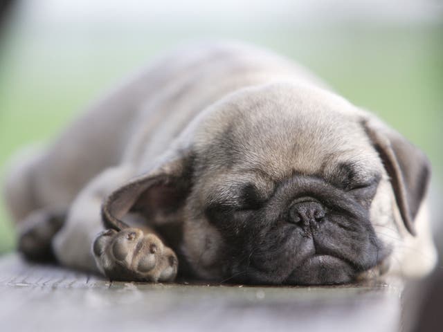 This little guy's sleep cycle clearly hasn't been interrupted