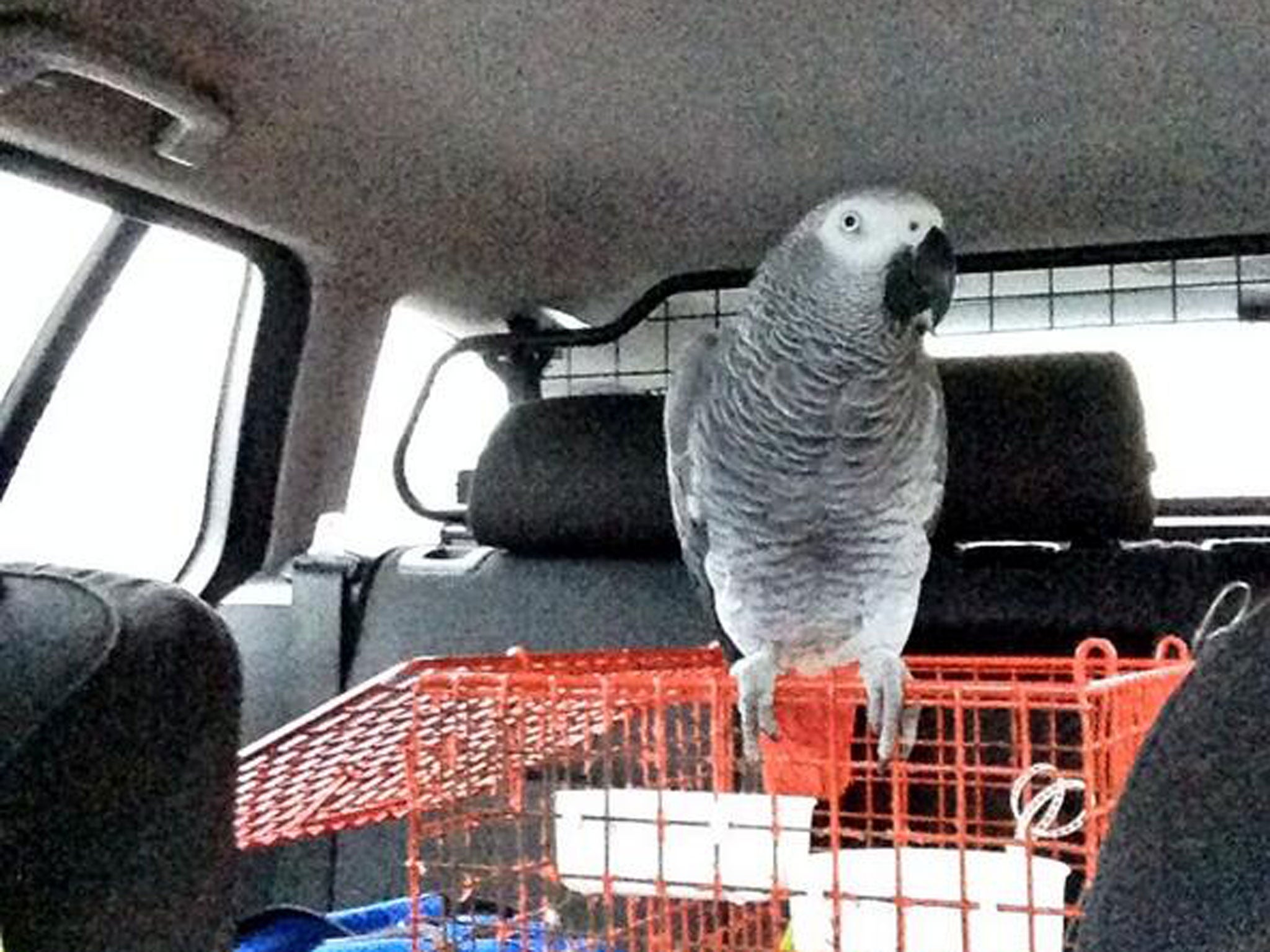 A motorist has had her car seized after being stopped by police in West Yorkshire, who discovered she was a learner driver accompanied only by her pet parrot