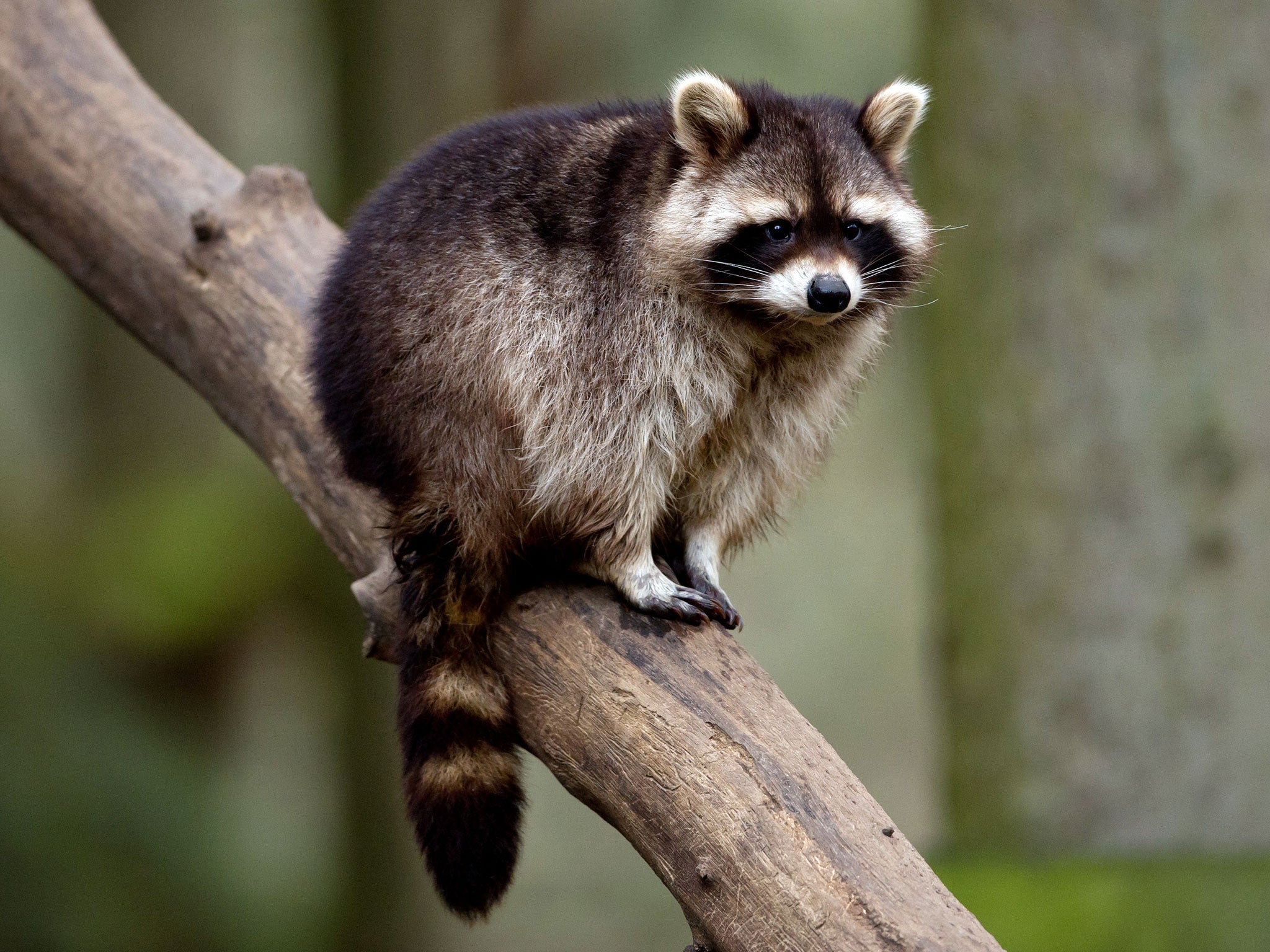 A raccoon is seen in its enclosure at the Schwarze Berge wildlife park in Hamburg, northern Germany, on February 28, 2013. All animals of the park were counted, measured and weighed during an annual inventory.