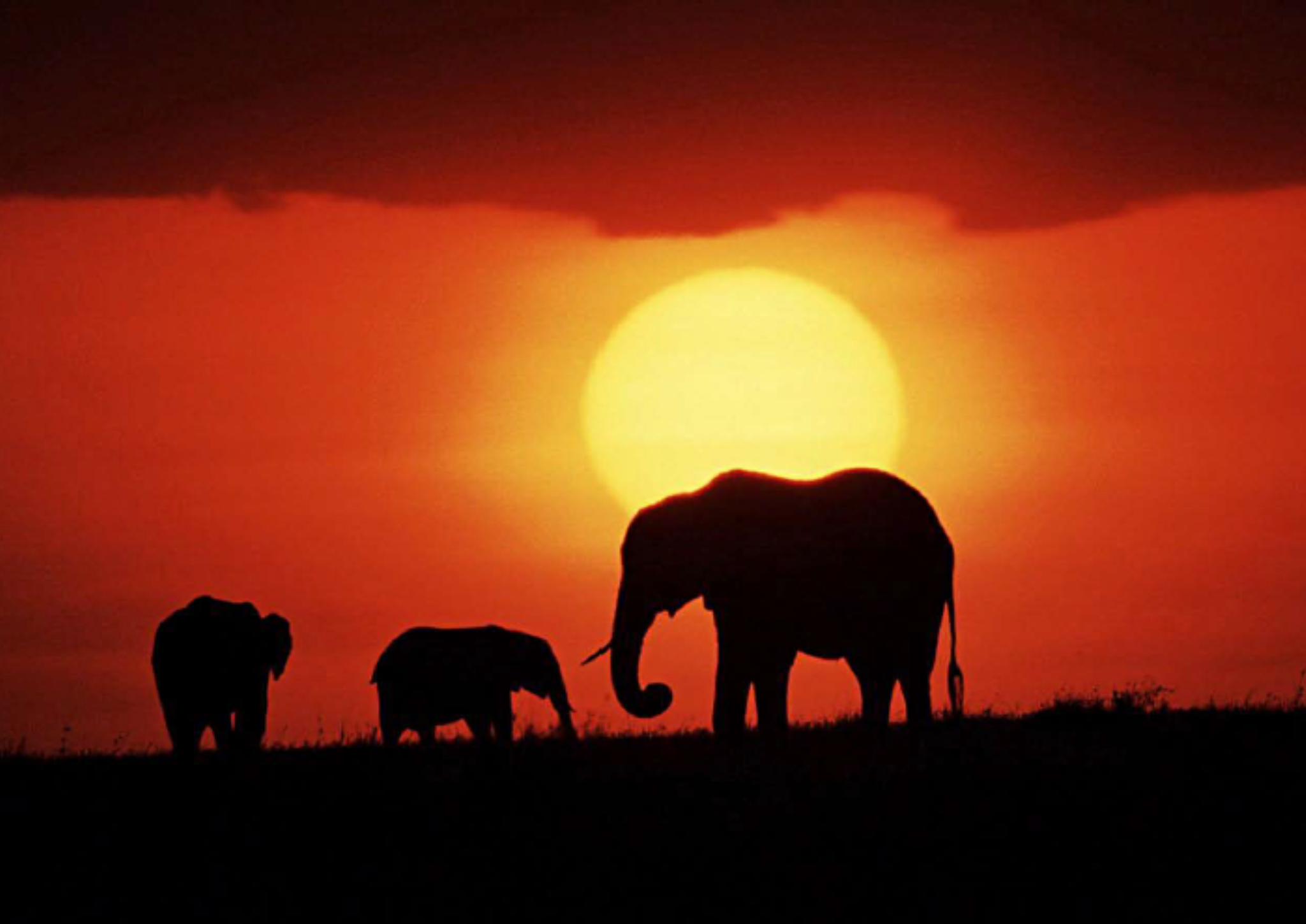 Elephants at sunrise