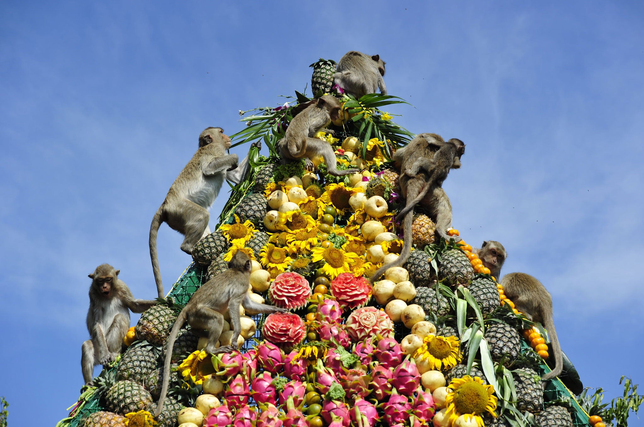 Vegetarian blowout: Crab-eating macaques typically do not eat crabs at all