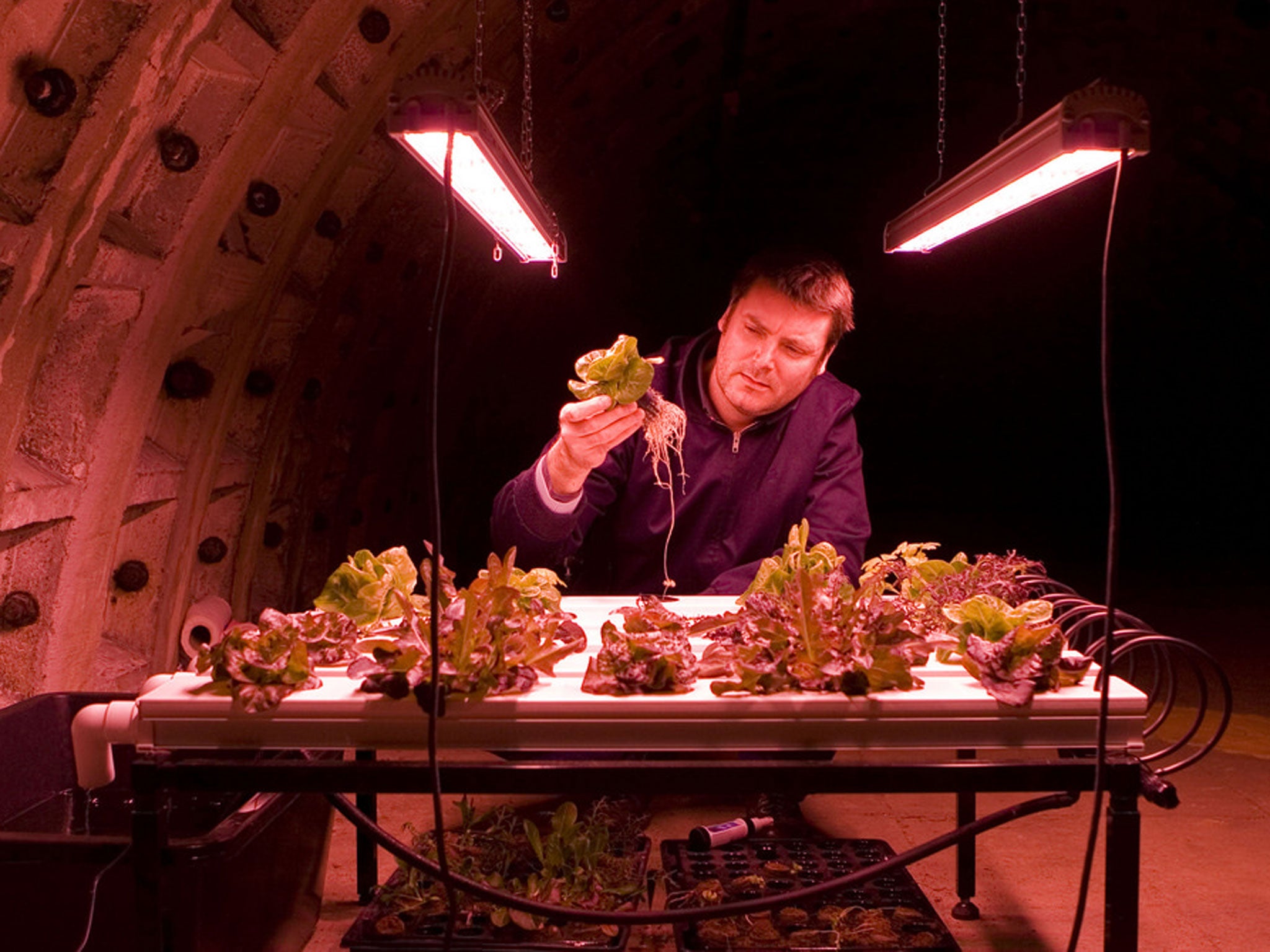 The team plan to grow herbs, shoots, miniature vegetables and other delicacies