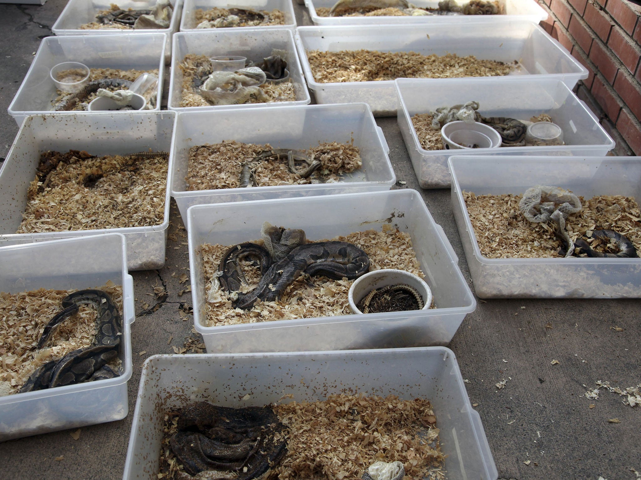 Dead snakes are shown at the home of William Buchman