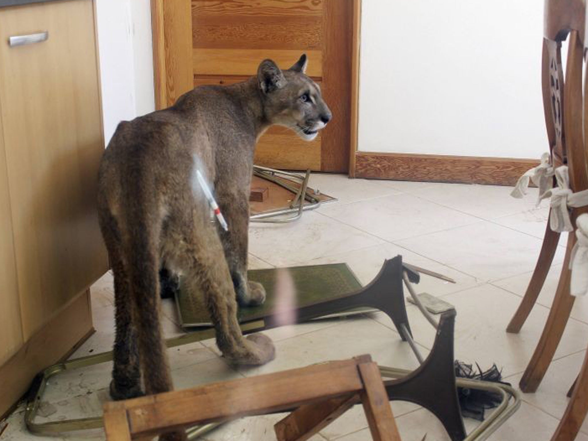 The puma with a tranquiliser dart in its side in the Chile kitchen it wrecked