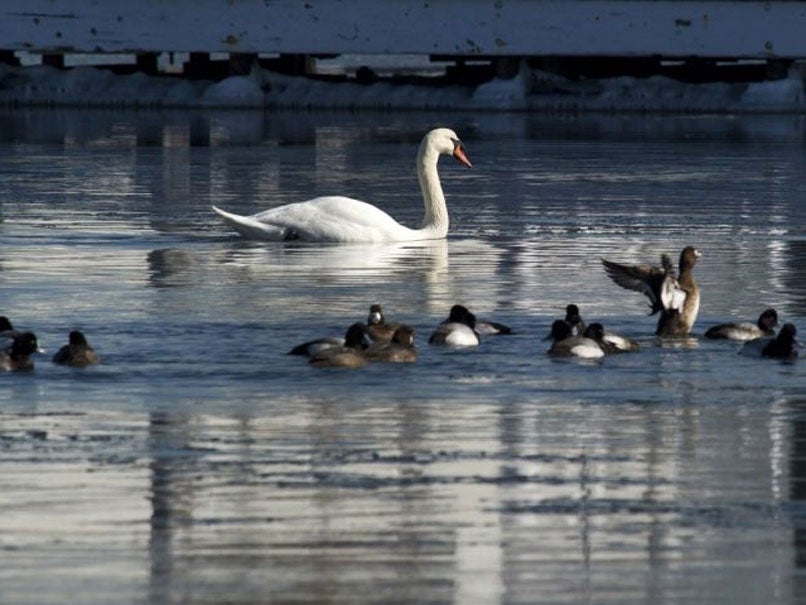 A mute swan swims in the waters near City Island in new York.