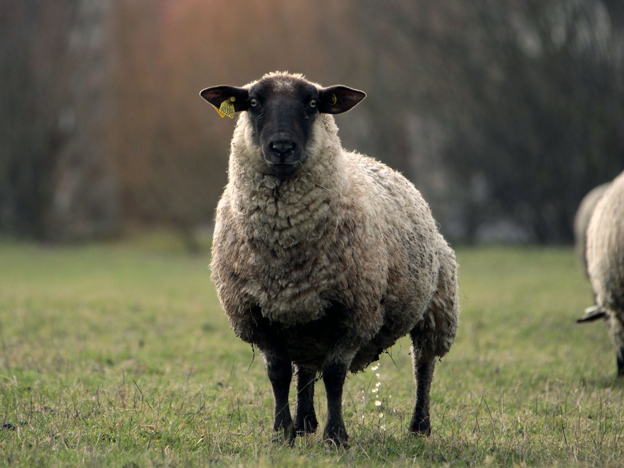 Mr Carr and Ms Clark were jailed for killing a sheep (not pictured).