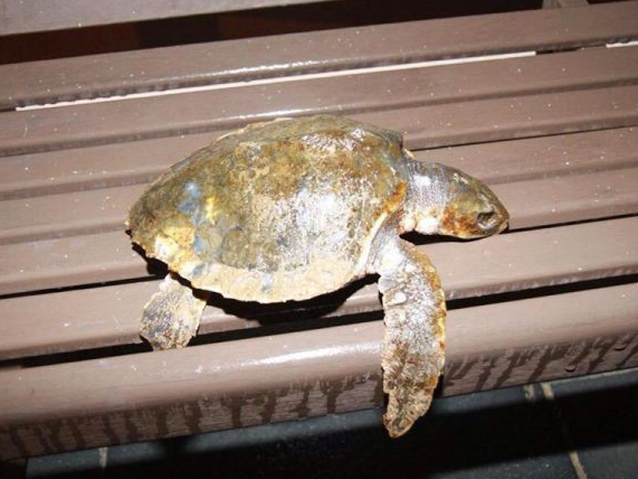 The Kemp's ridley turtle that washed up dead on Woolacombe Beach in Devon