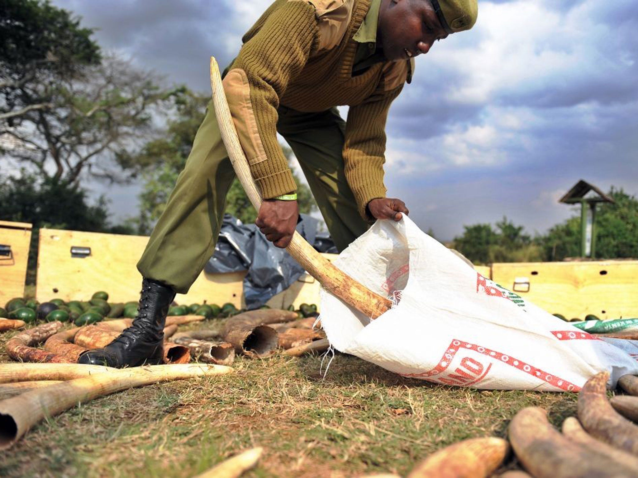 Africa's elephant population has dwindled to 500,000 or less as a result of poaching