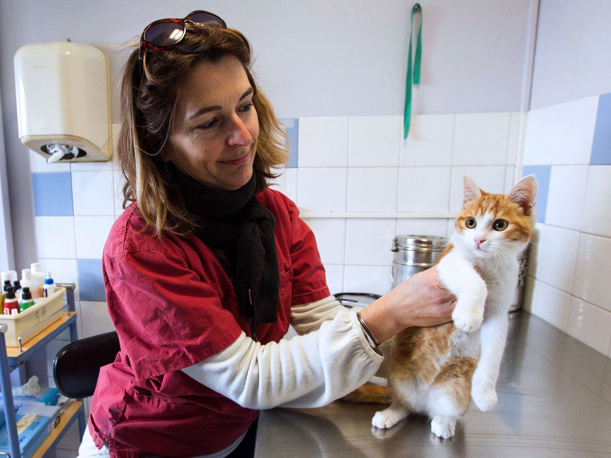 This photo taken on 3 February, 2014, at the SPA (Society for the Protection of Animals) center in Marseille, shows a veterinarian taking care of Oscar