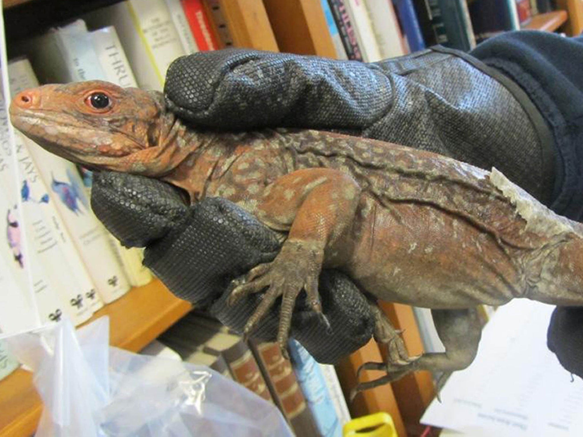 Undated handout photo issued by Border Force of one of thirteen endangered iguanas that have been seized by Border Force officers at Heathrow.