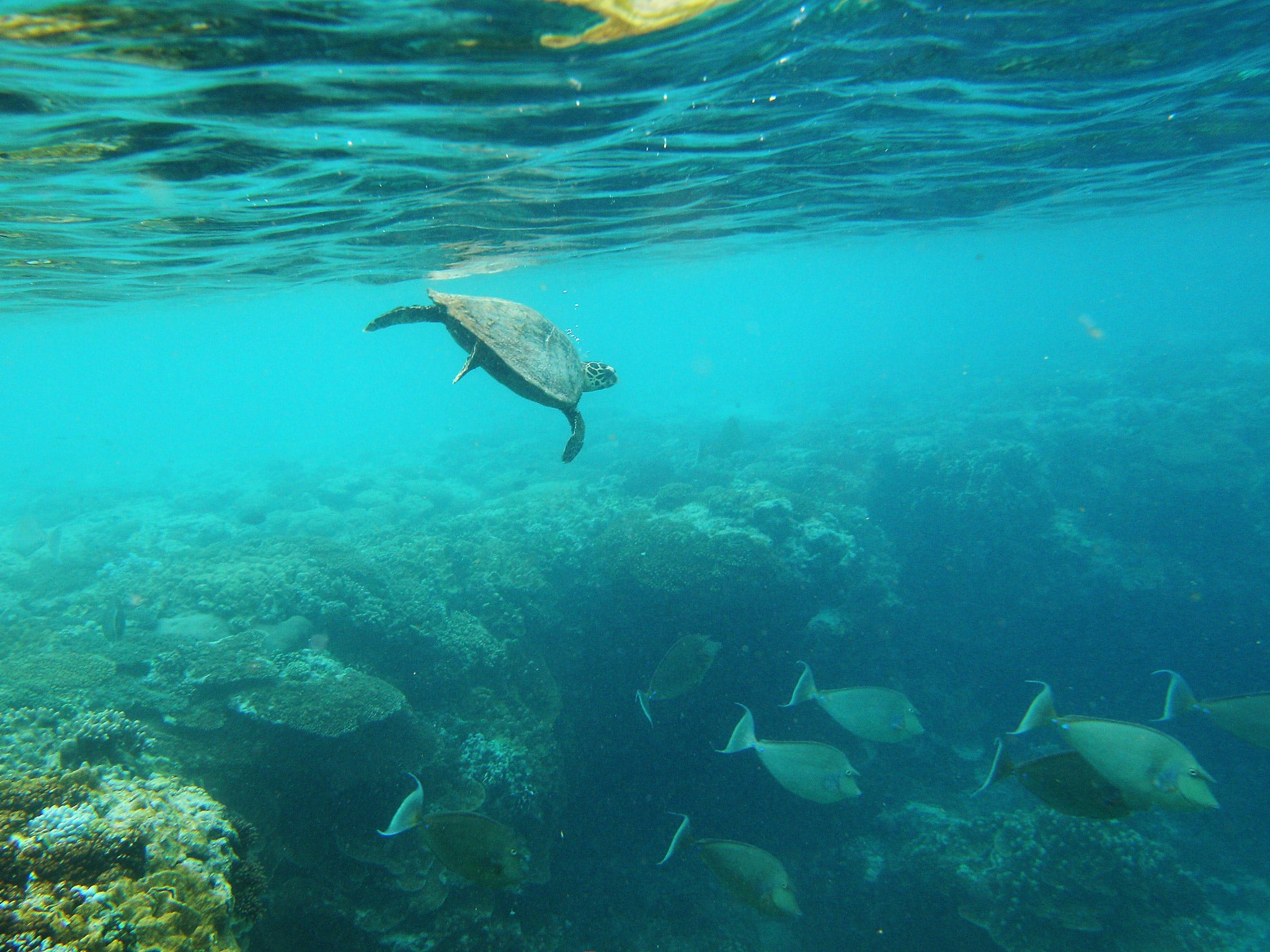 A Hawksbill sea turtle is seen swimming in the Great Barrier Reef