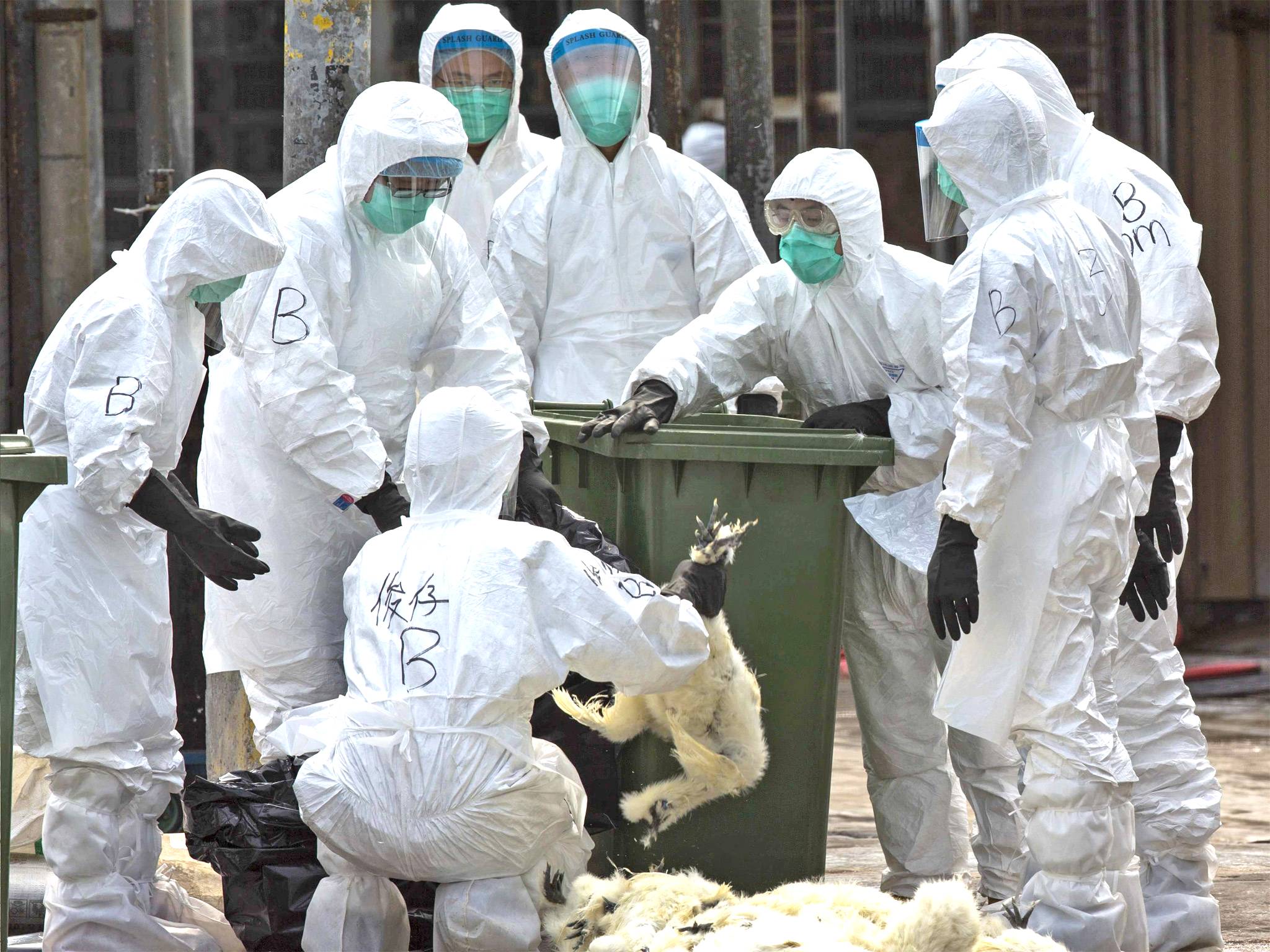 Hong Kong health officials culling chickens after poultry imports were suspended earlier this year