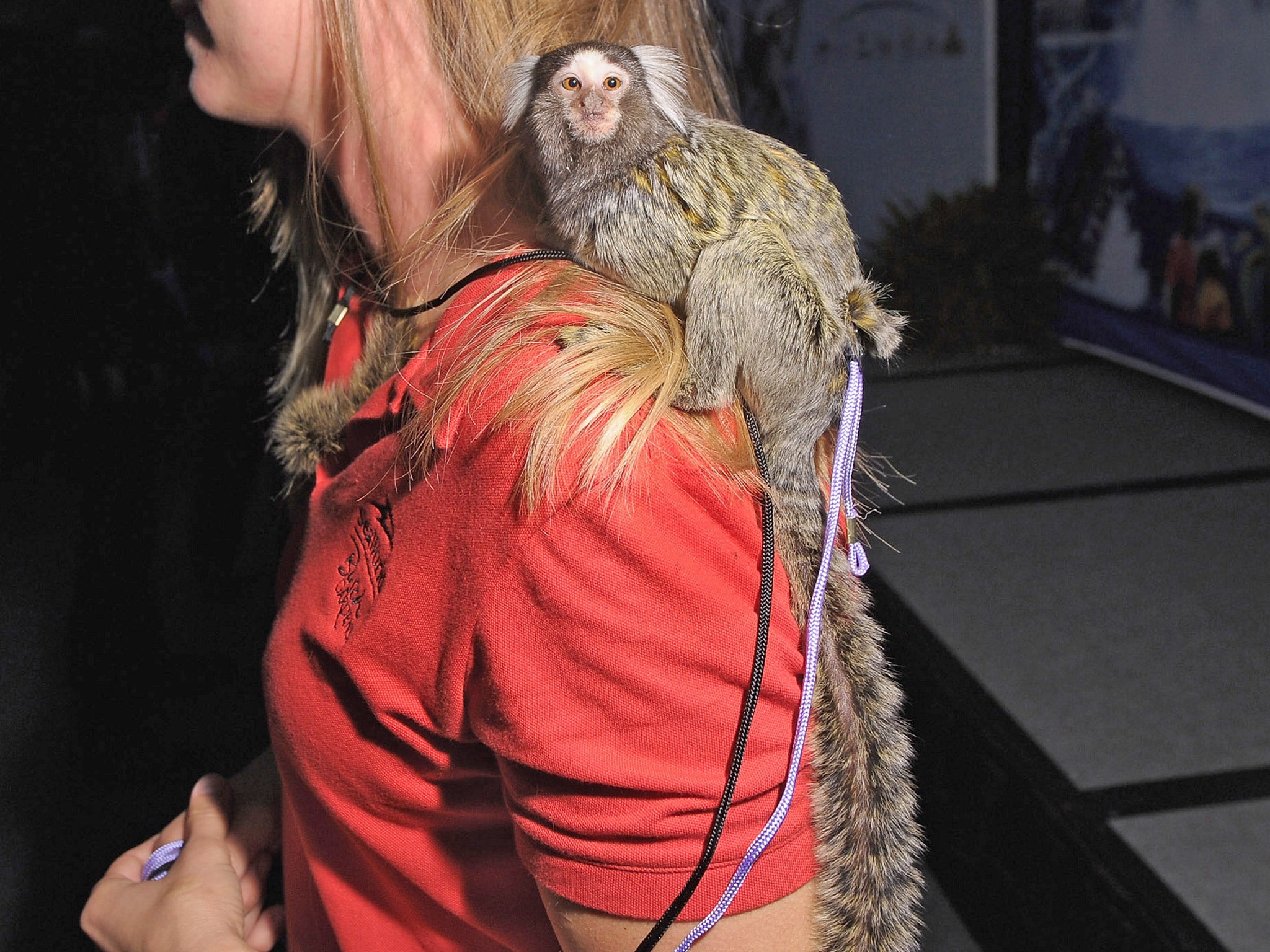 Marmosets are the most popular primate (Getty)