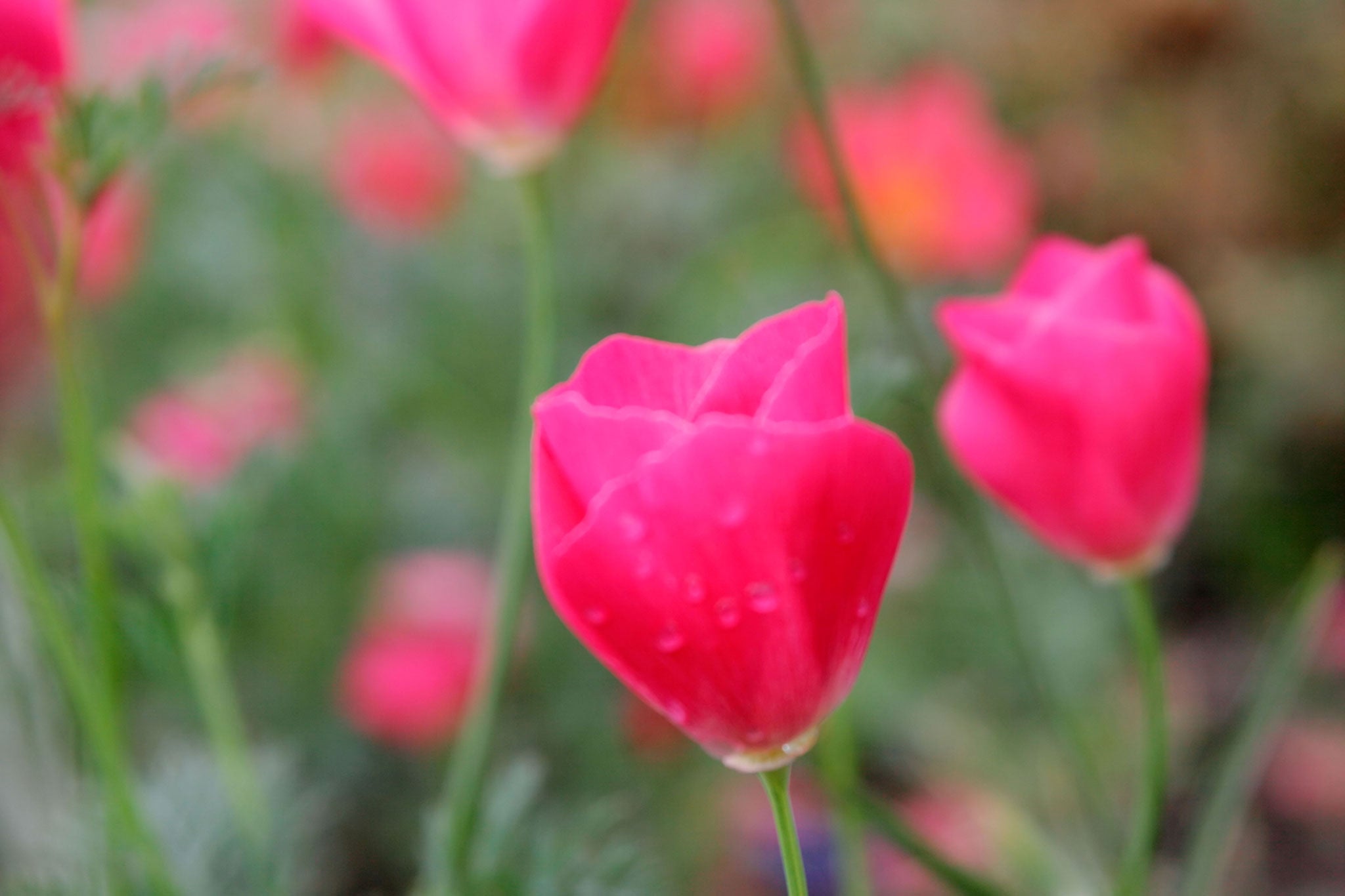 In the pink: If you cut stems of Carmine King in the morning before the buds unfurl, the flowers will last several days in a vase