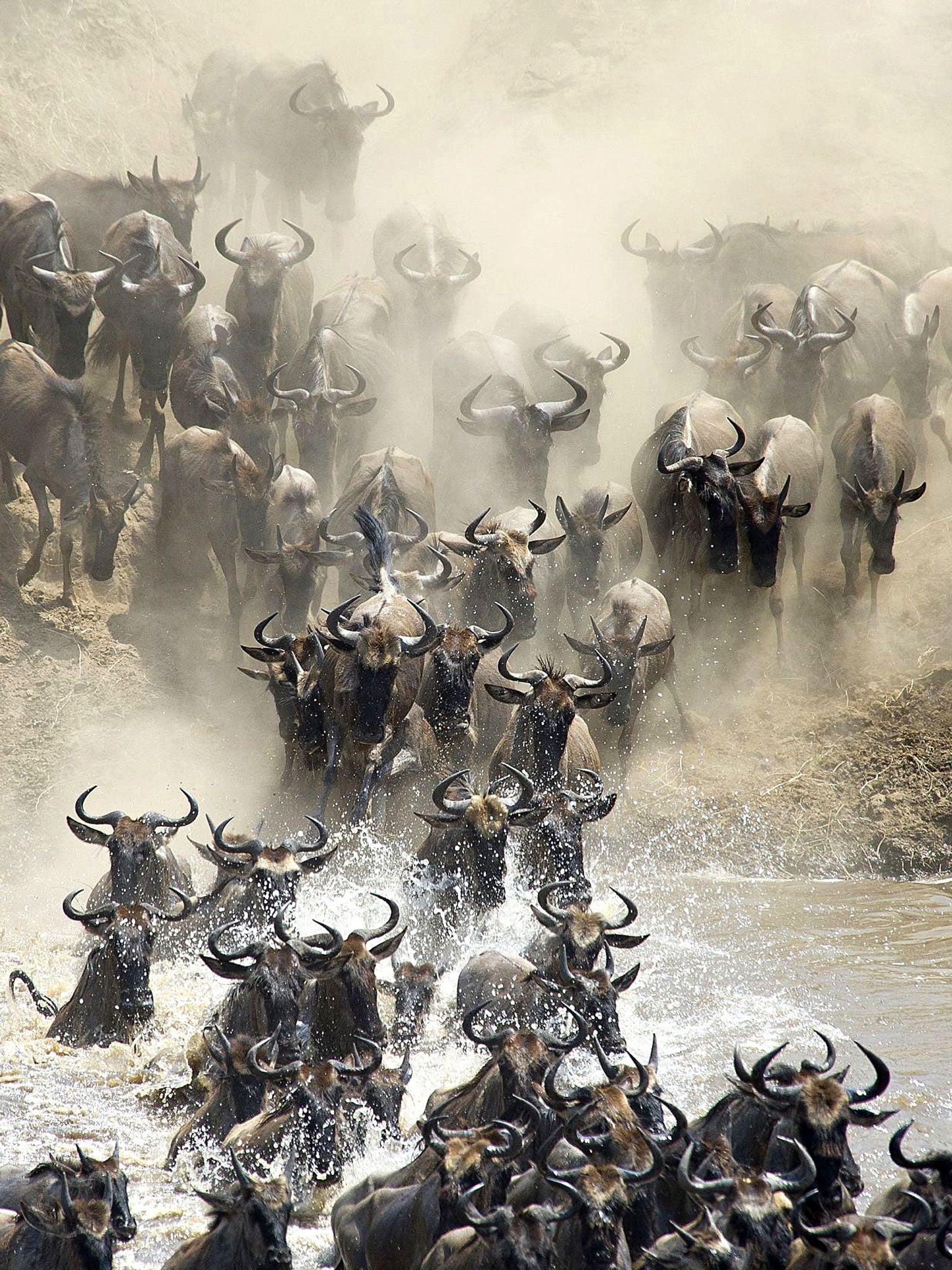 Beastly: wildebeest make the treacherous journey across the Mara River