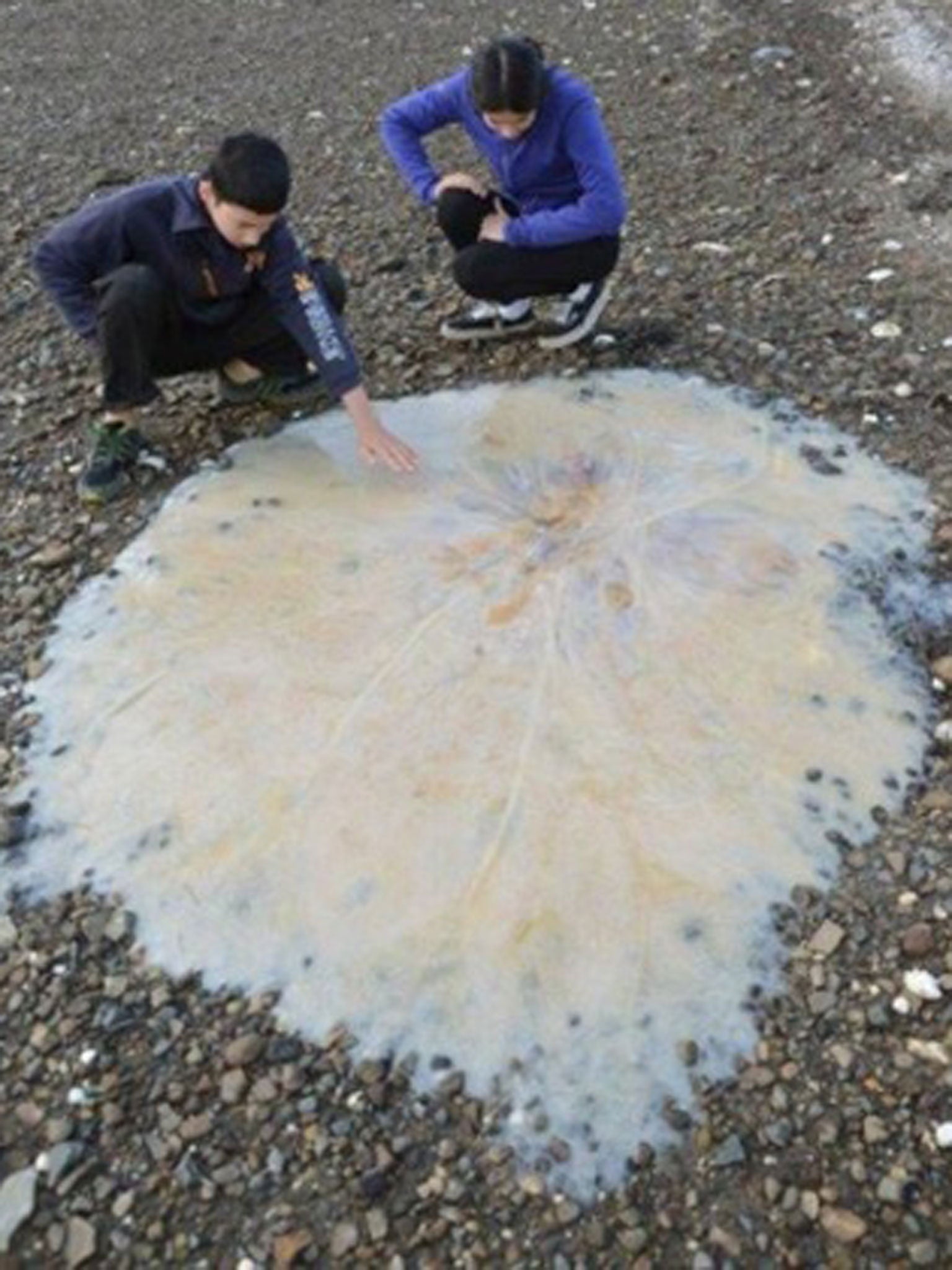 This 1.5 metre jellyfish washed up in Tasmania