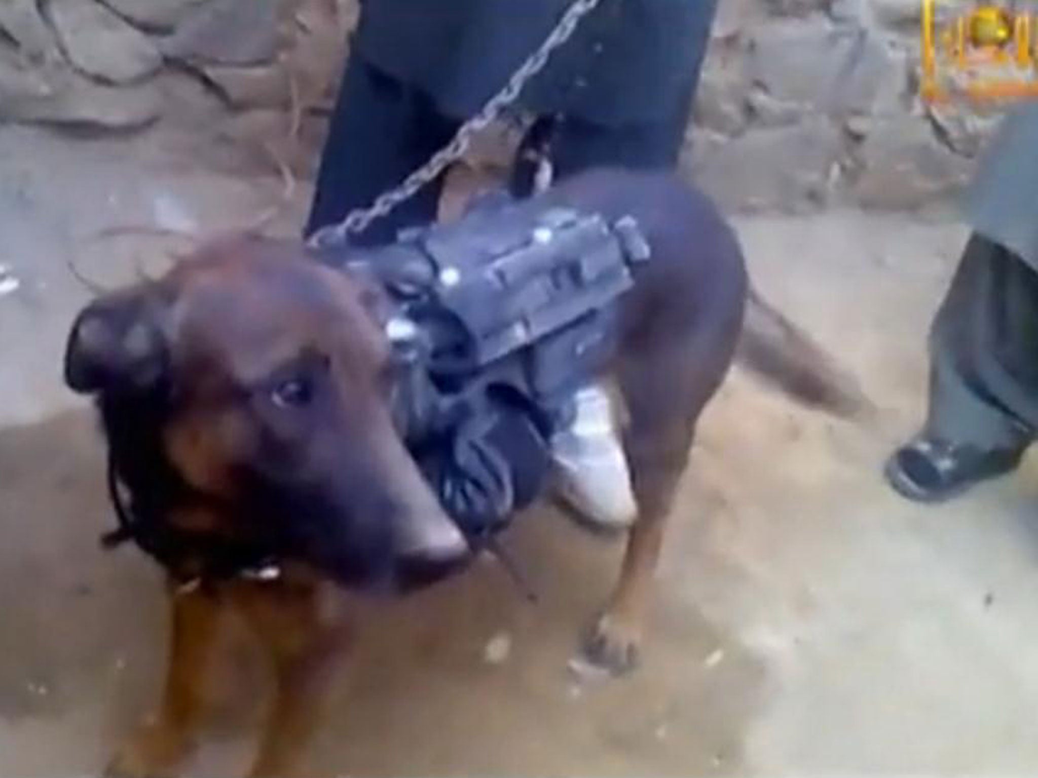 A still from the video shows the captured dog 'Colonel'