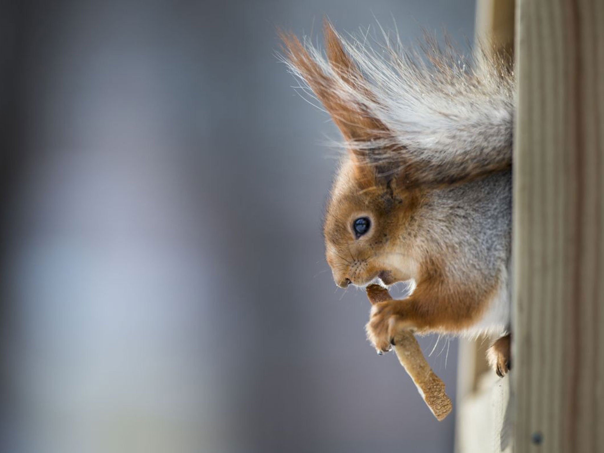 Fortunately officials are confident that the squirrels were of little use for their meat or their fur and are actually being resold as pets for 5,000 rubles ($144) each.