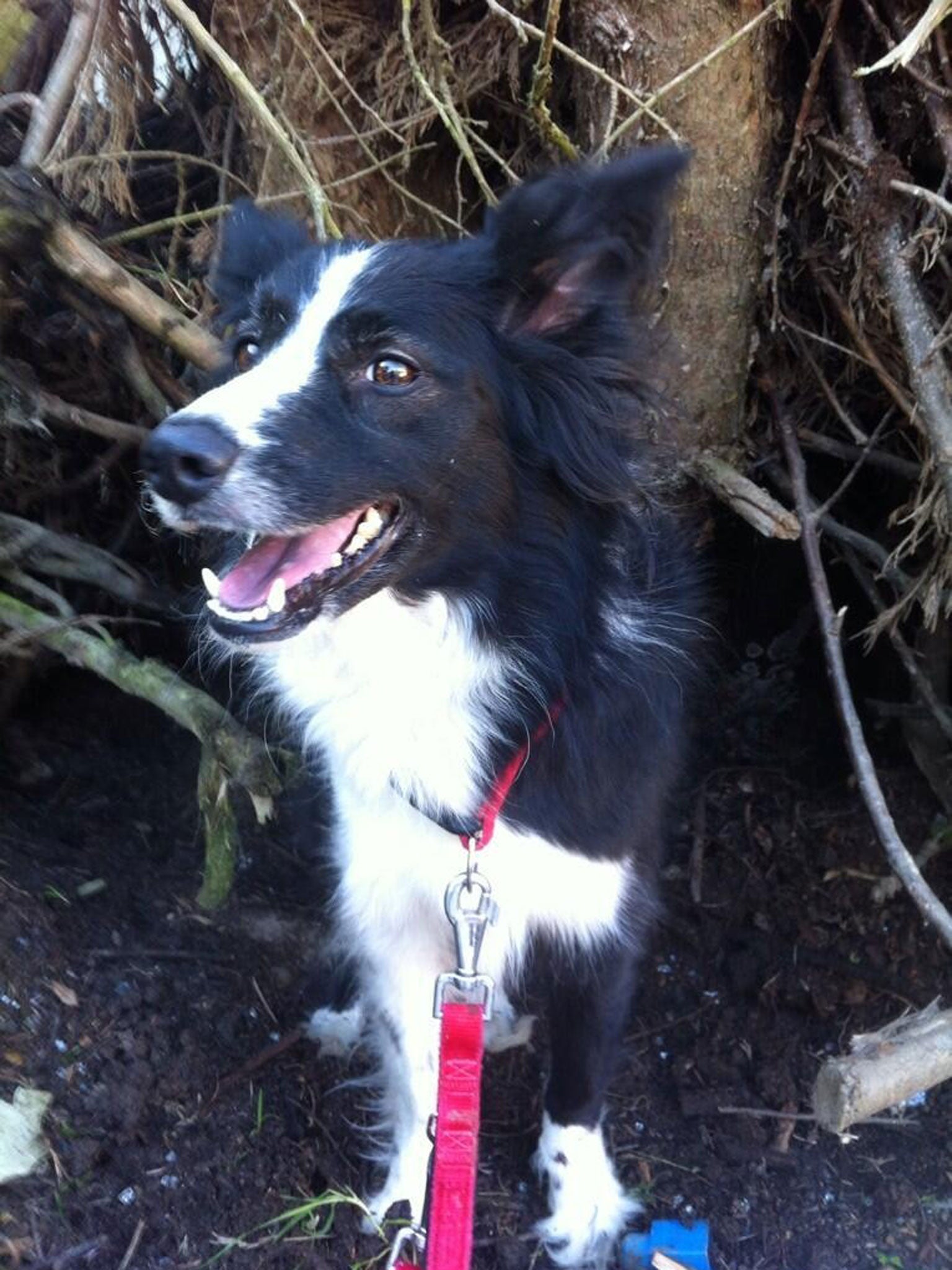 Carryad the border collie, who survived a gas explosion at her home in Clacton