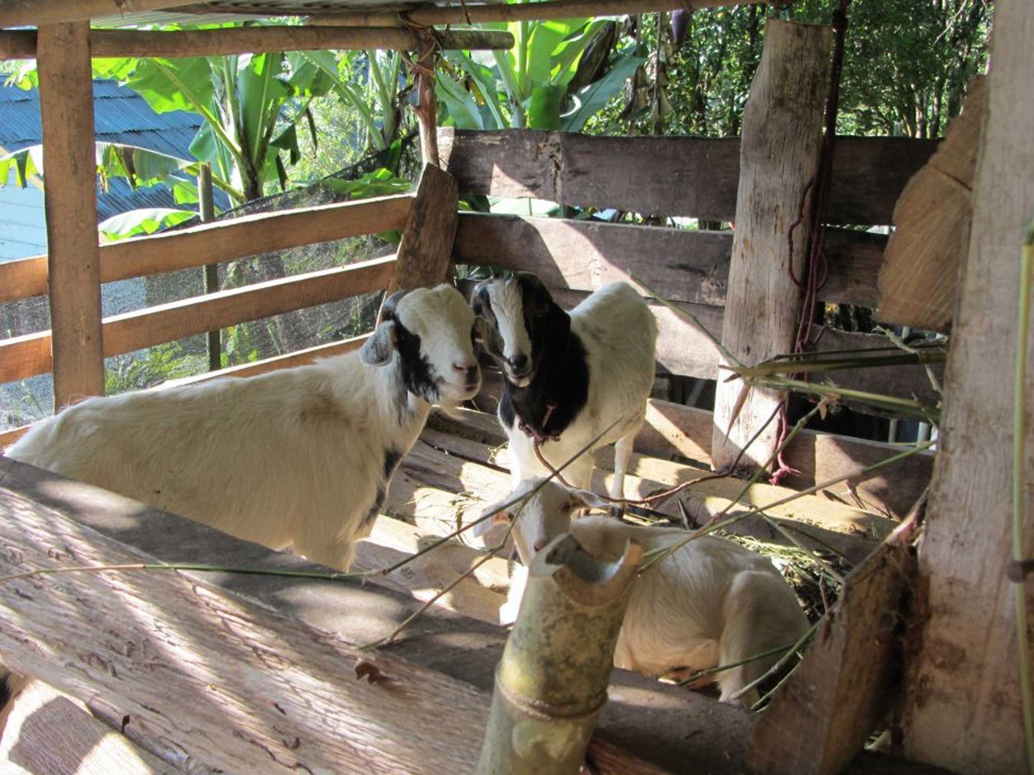 Goats at the homestay