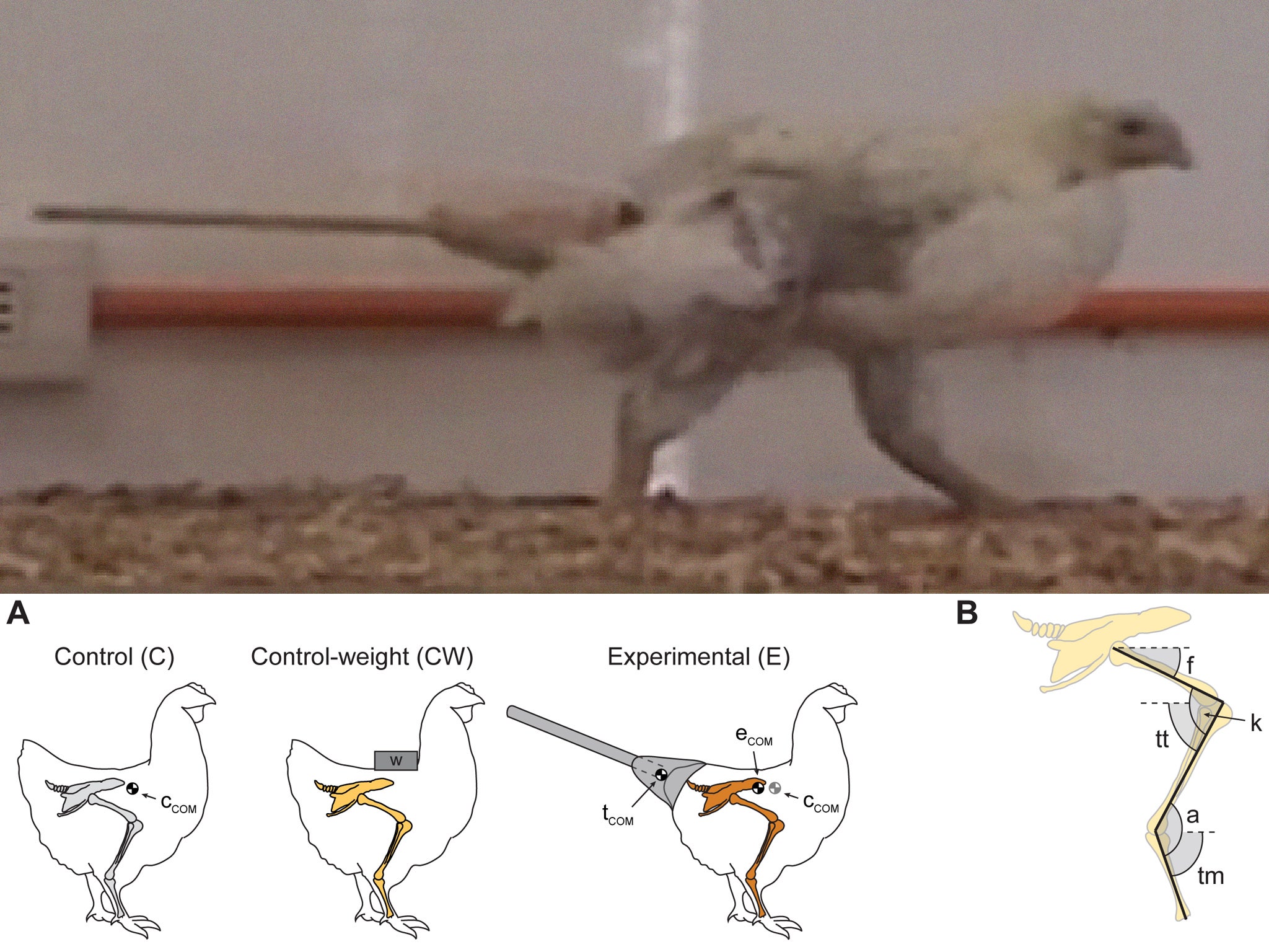 Dino-chicken: Scientists made the fake tails out of wood and clay