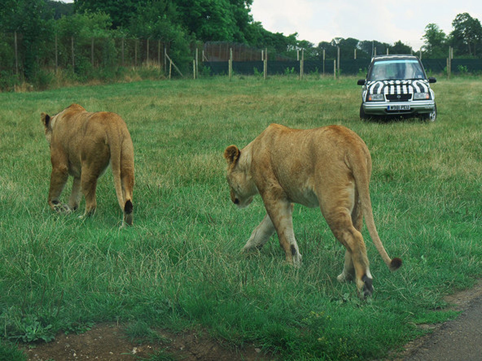 Two female lions in their enclosure in Longleat Safari Park. A spokesperson confirmed reports that six lions were put down due to 'severe health risks' from overpopulation