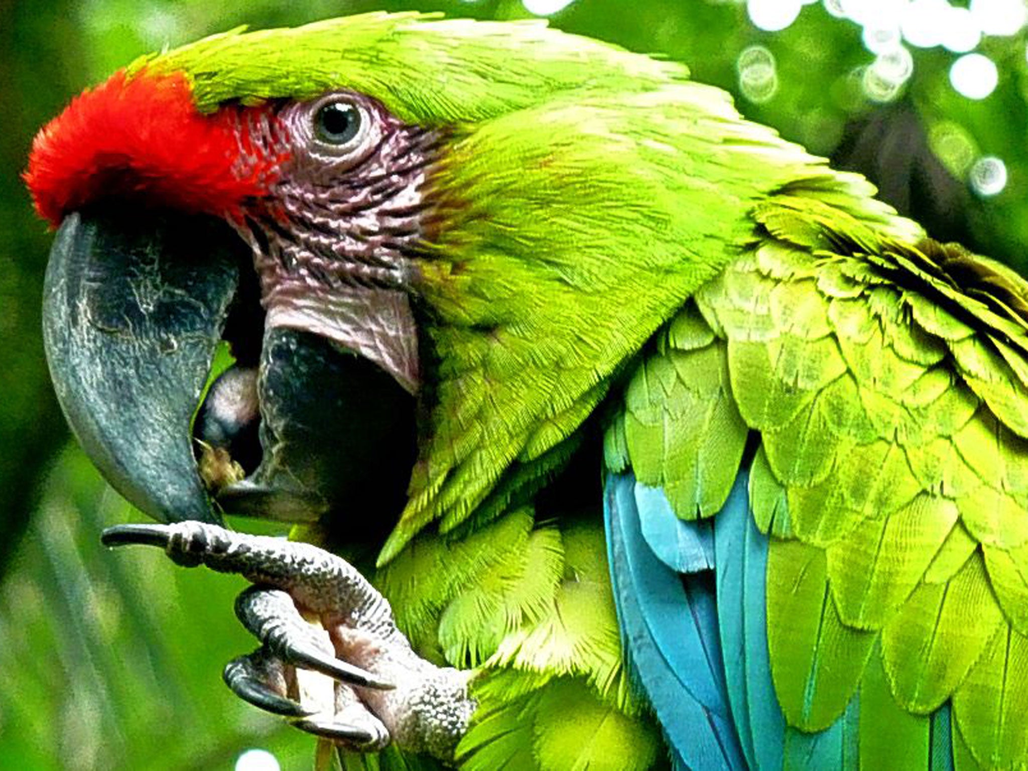 A macaw