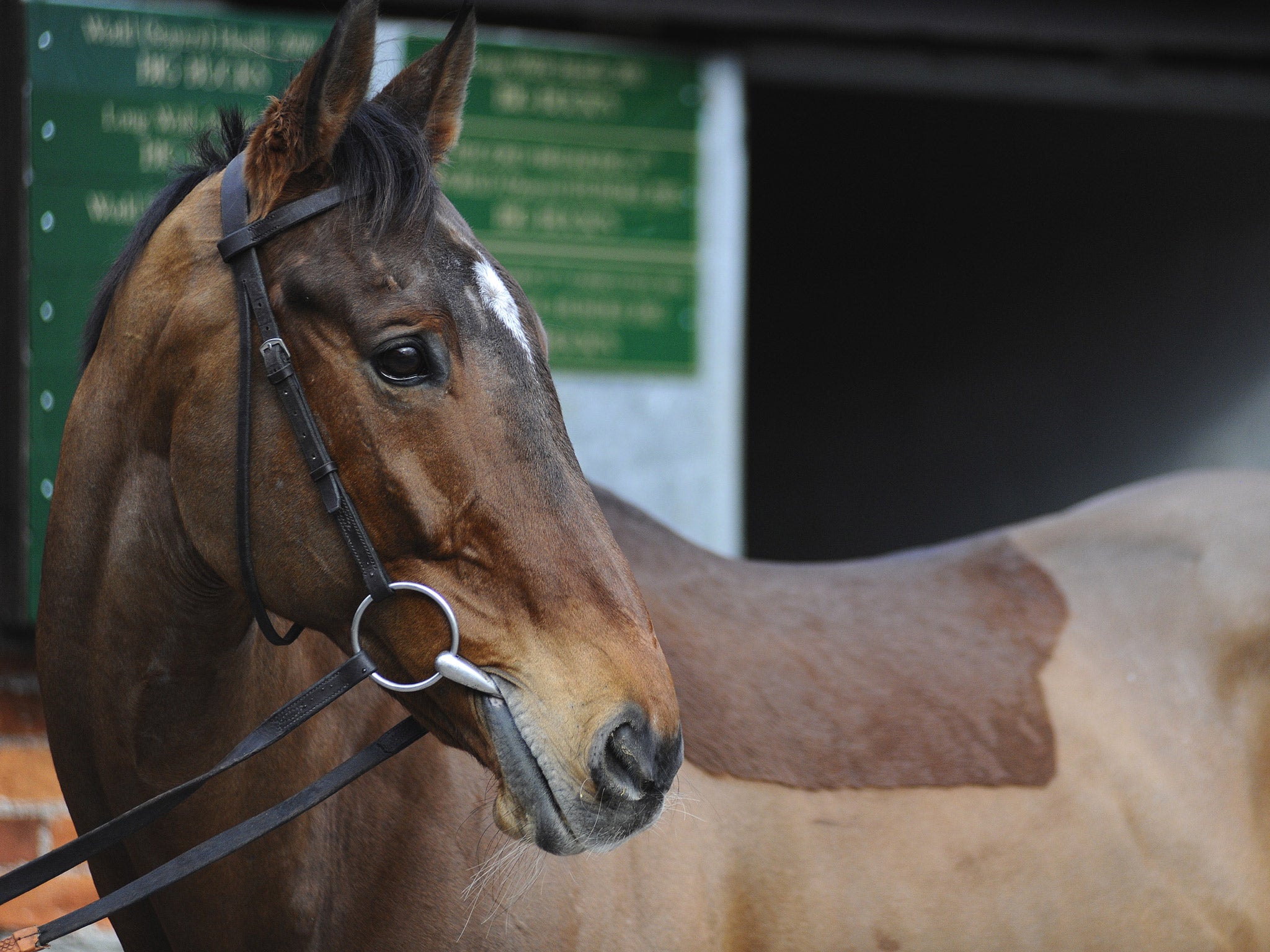 Tidal Bay pictured at Paul Nicholls' stables earlier this month