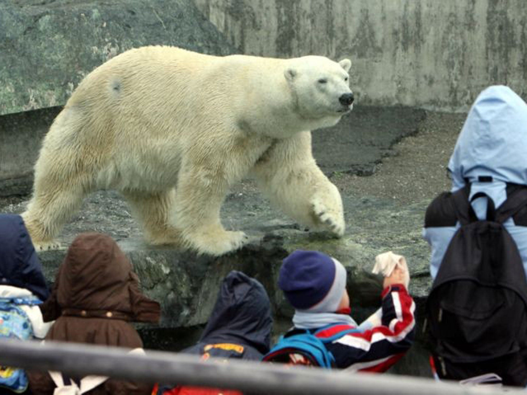 Polar bear Anton walks in the enclosure in the Stuttgart, zoo, Germany.