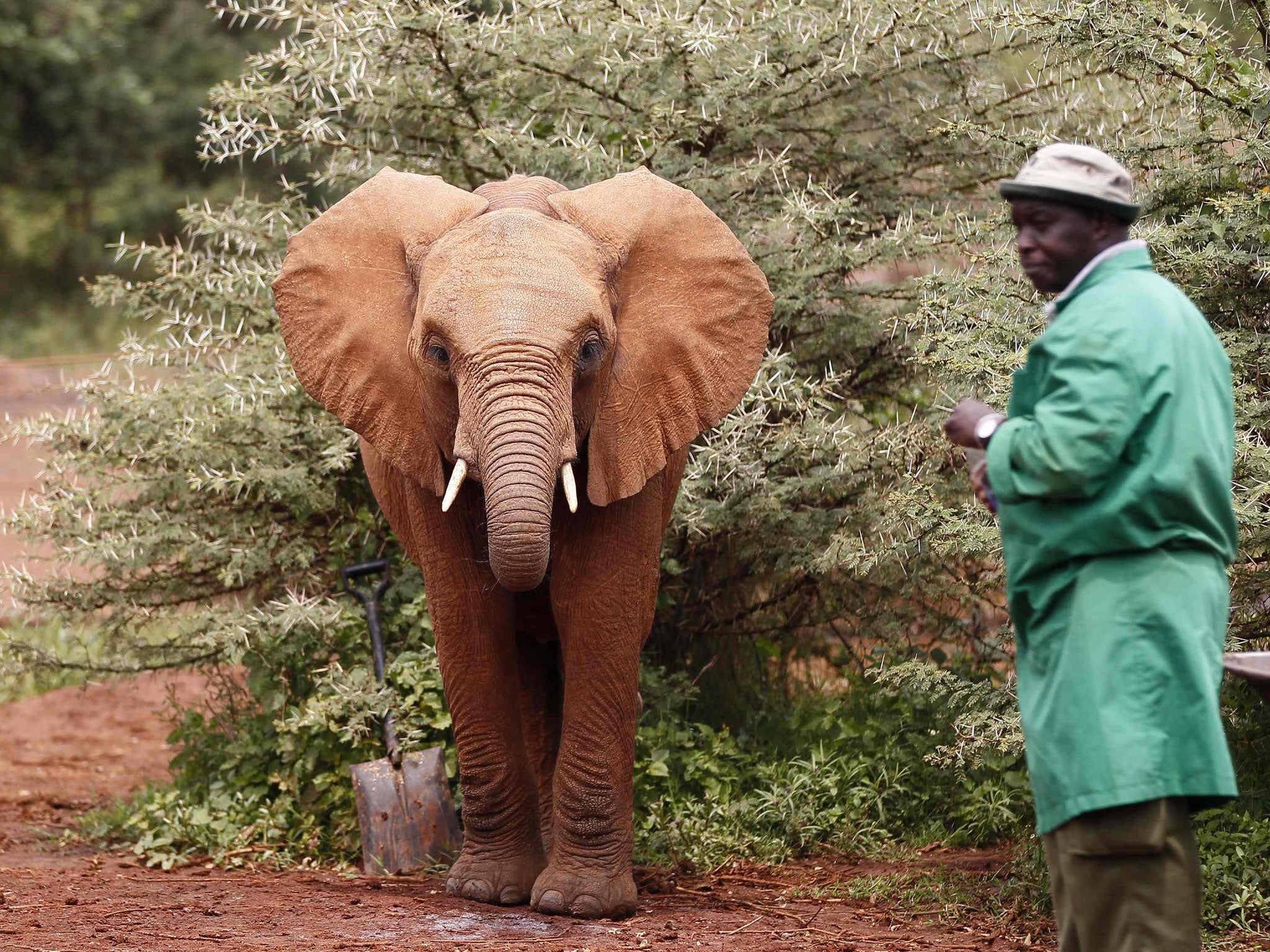 An orphaned baby elephant walks near its keeper at the Daphne Sheldrick Wildlife Trust for Orphans within the Nairobi National Park, near Kenya's capital Nairobi