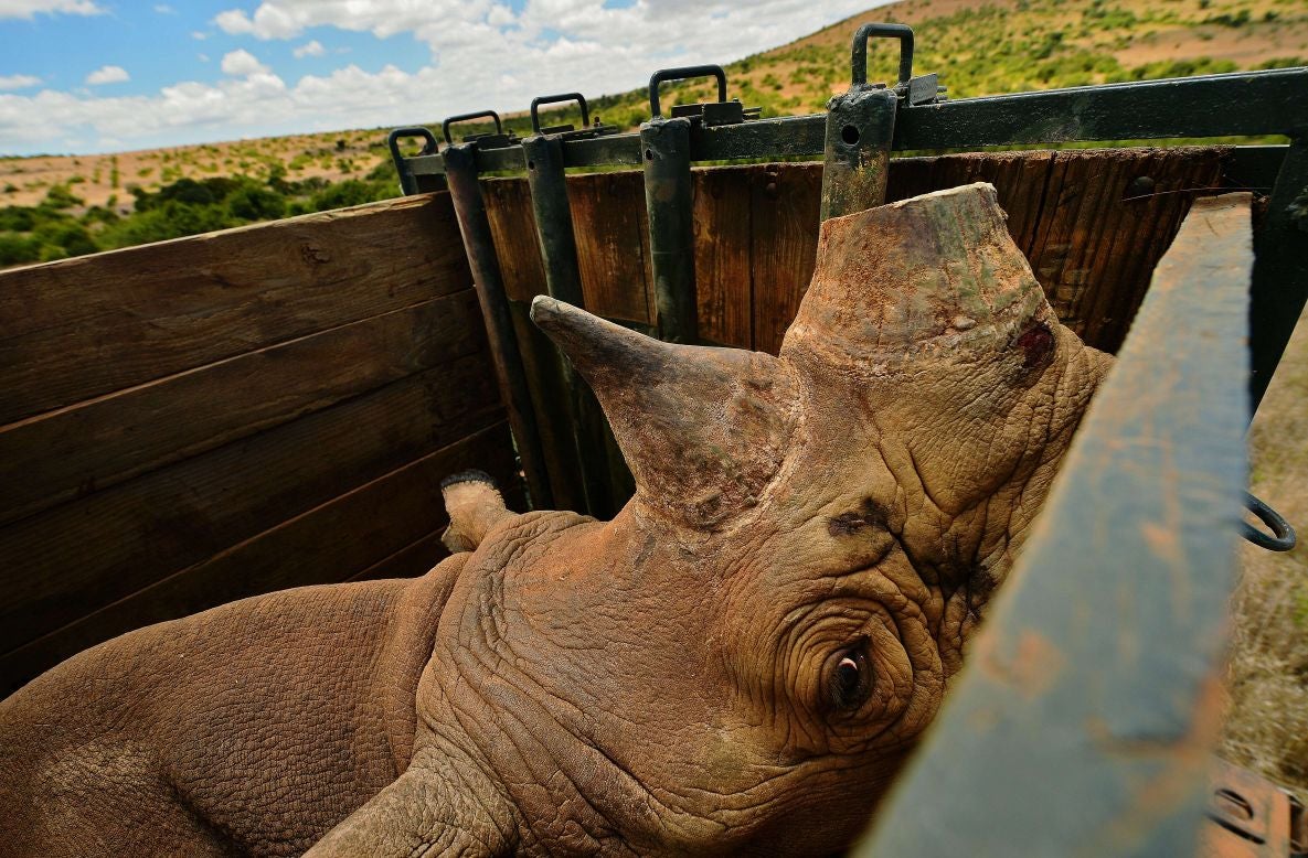 A captured wild male black rhino in its crate