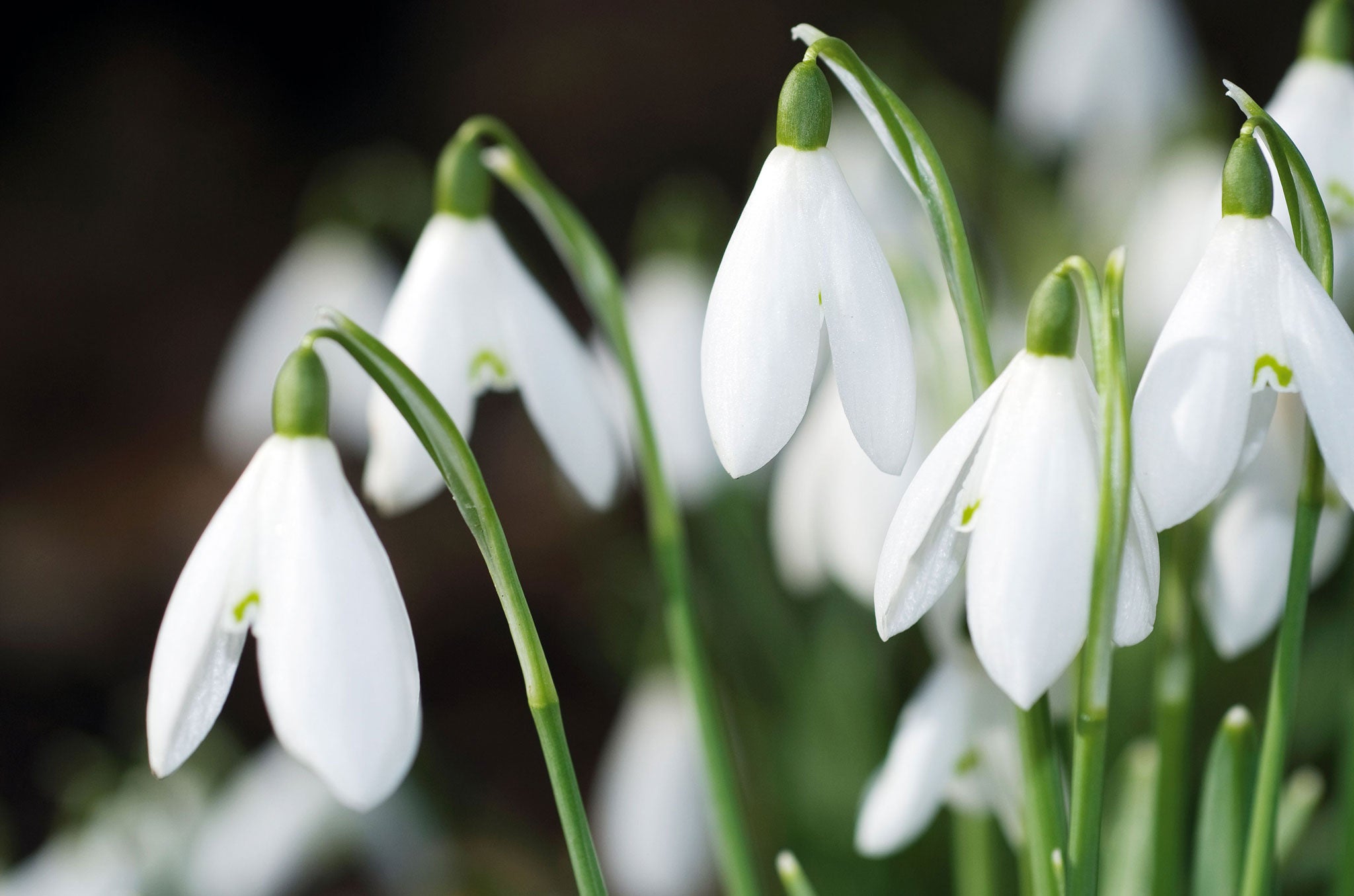 In full bloom: The snowdrop display in Berkshire