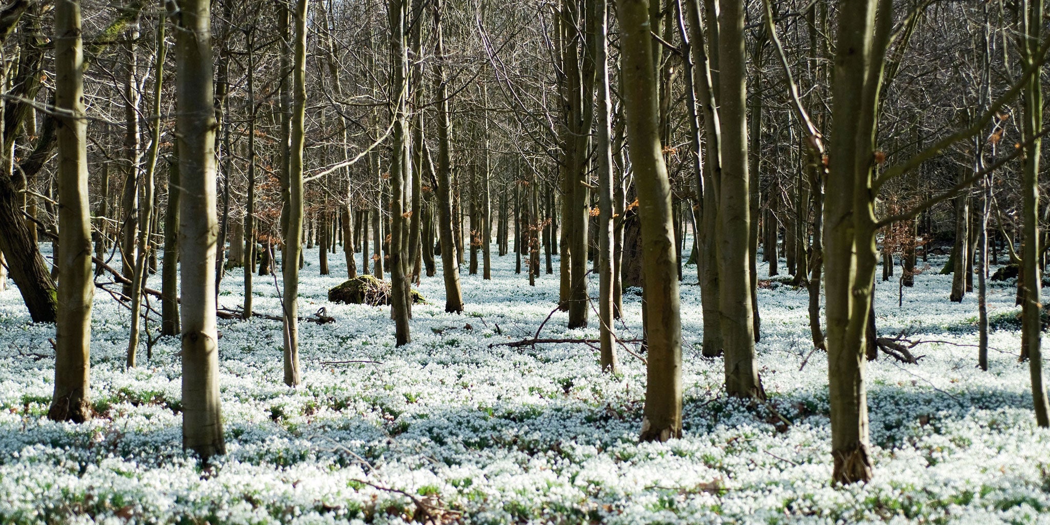 Great carpets of snowdrops cover the ground (Rex Features)