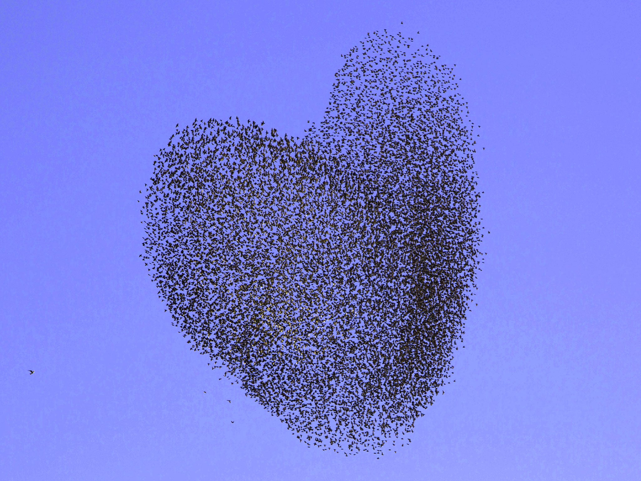 A heart shaped flock of migrating starlings