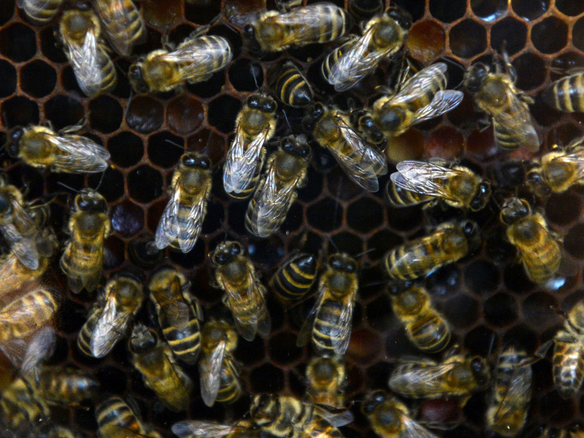 Honey bees on a comb. A woman in Poland was given a jail sentence for killing 2 million of the insects.