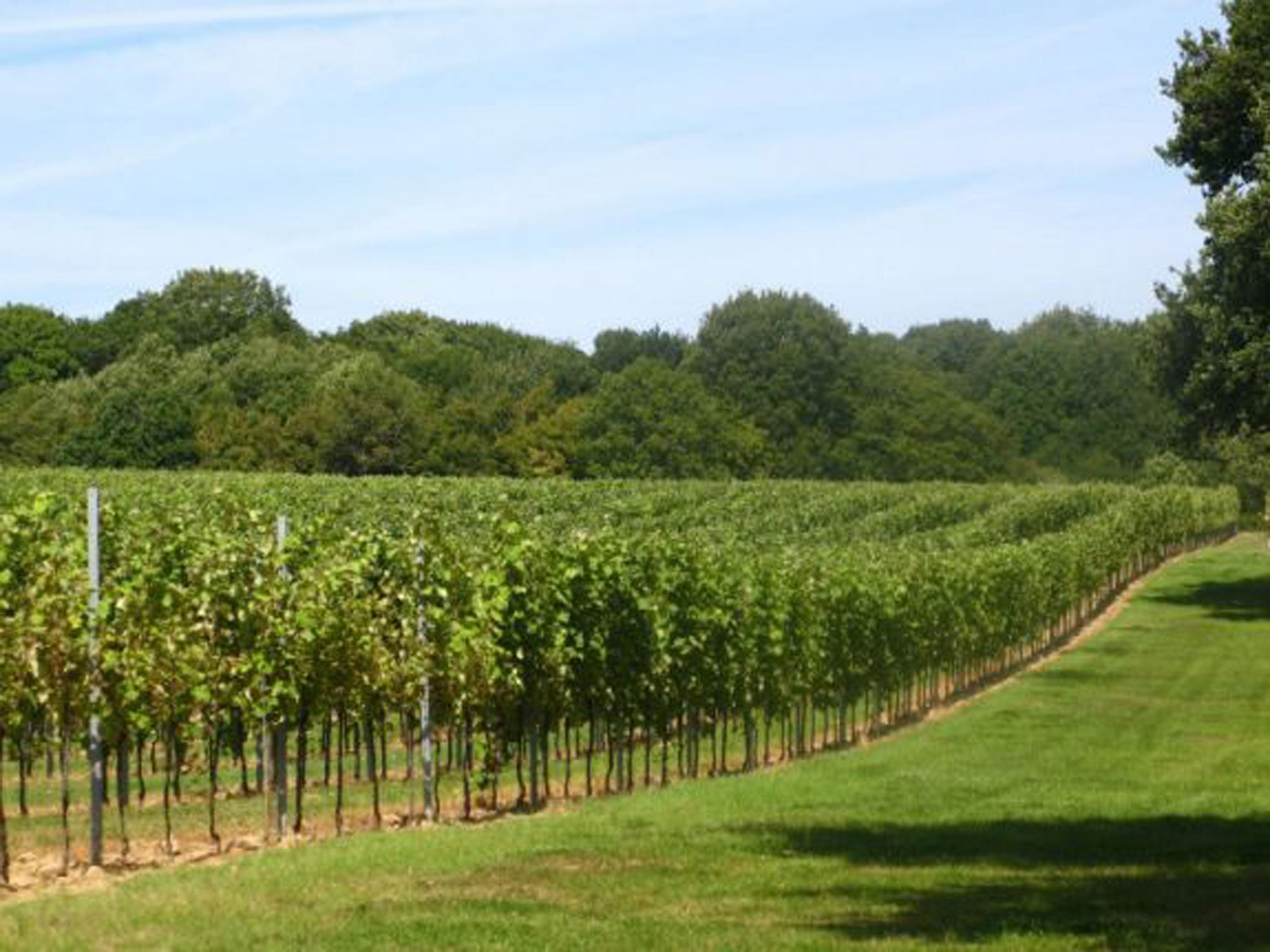 Keeping fizzy: the Gusbourne Estate vineyard