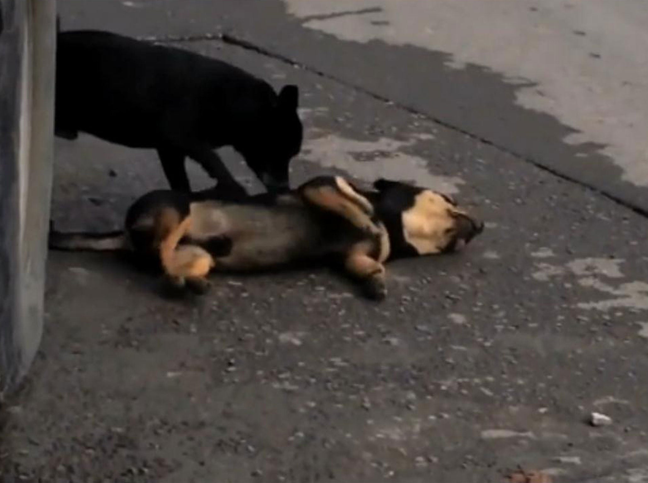 The dog is it tries to revive its companion